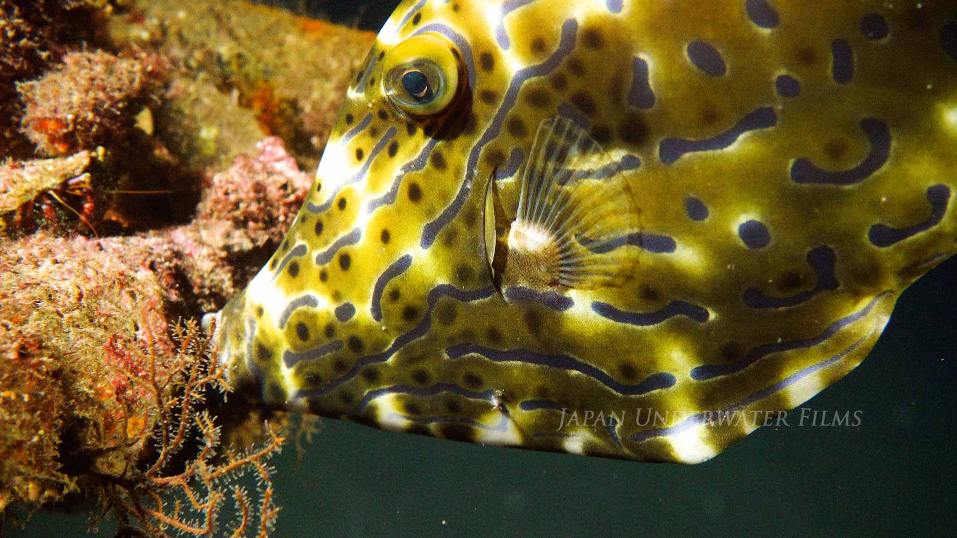 Sleeping Fish;Scrawled Filefish