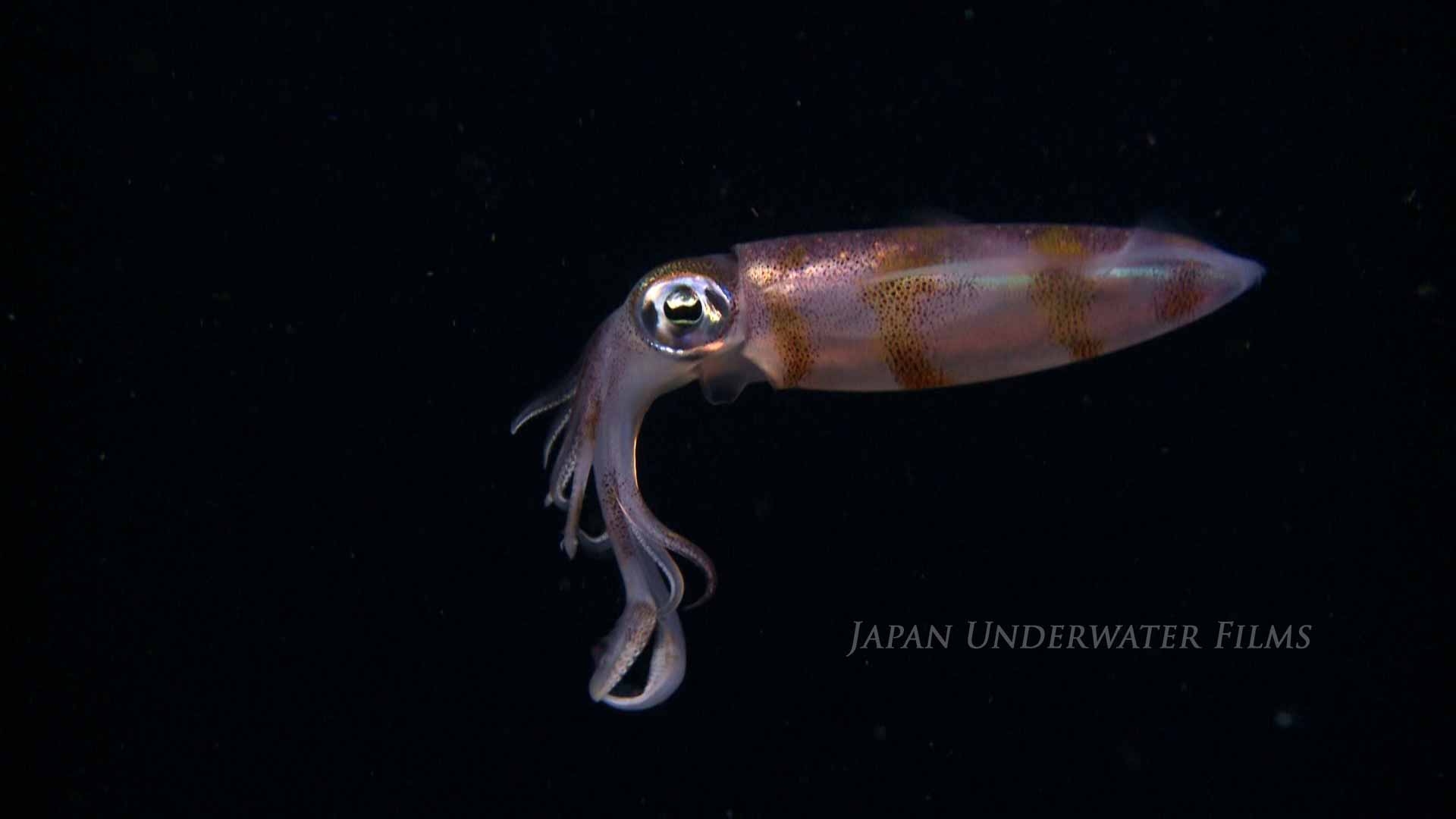 Bigfin reef squid hunting