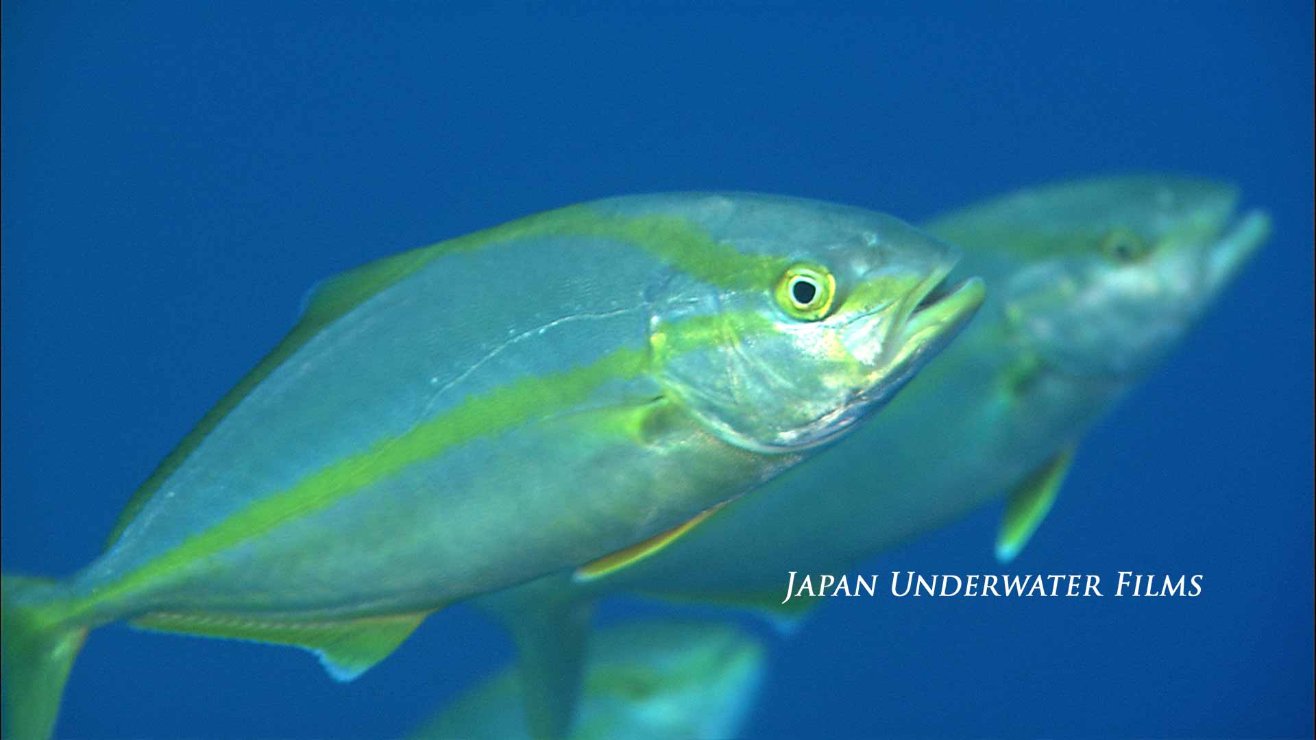 School of GreaterAmberjack