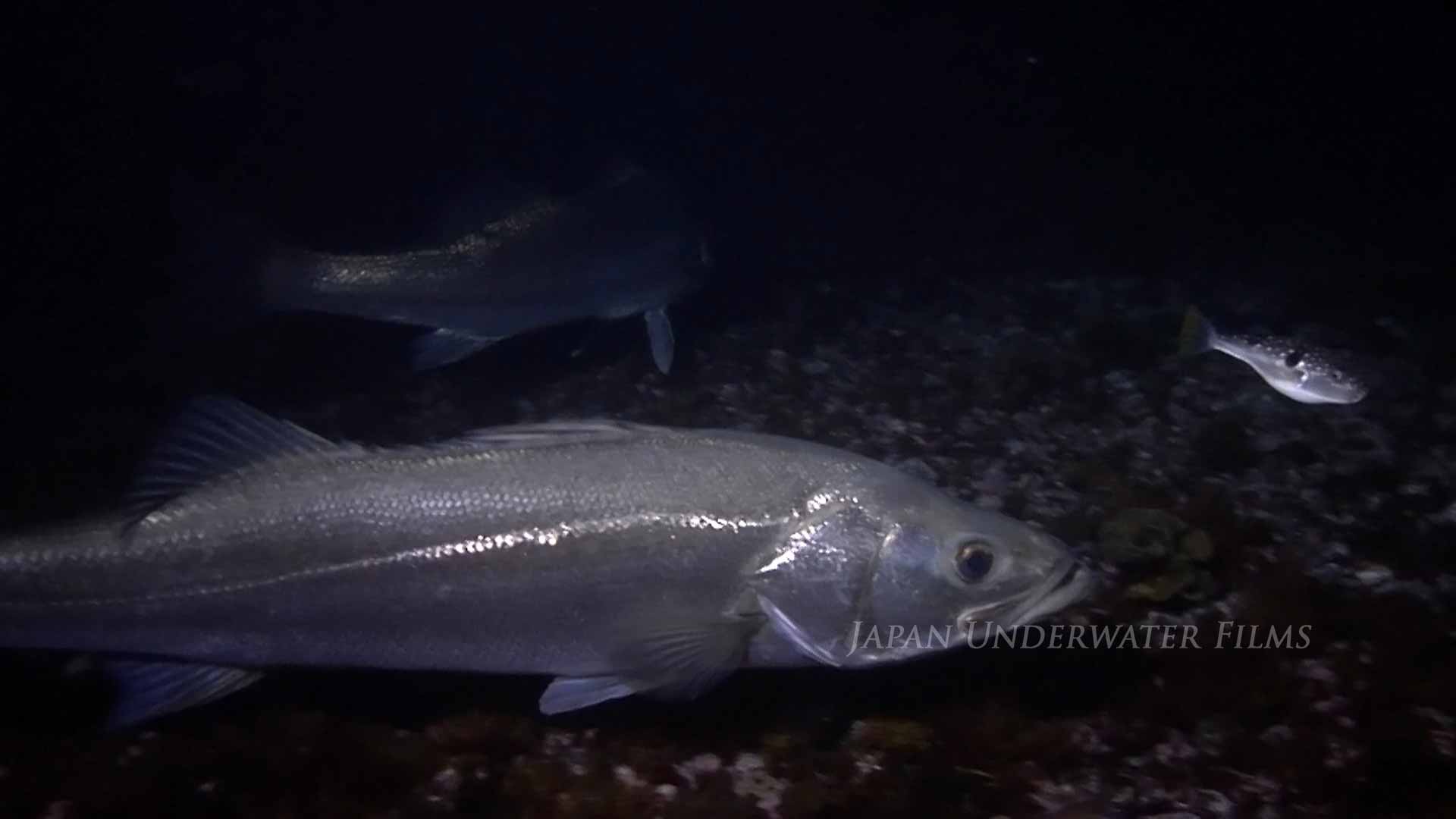 Japanese seabass hunting