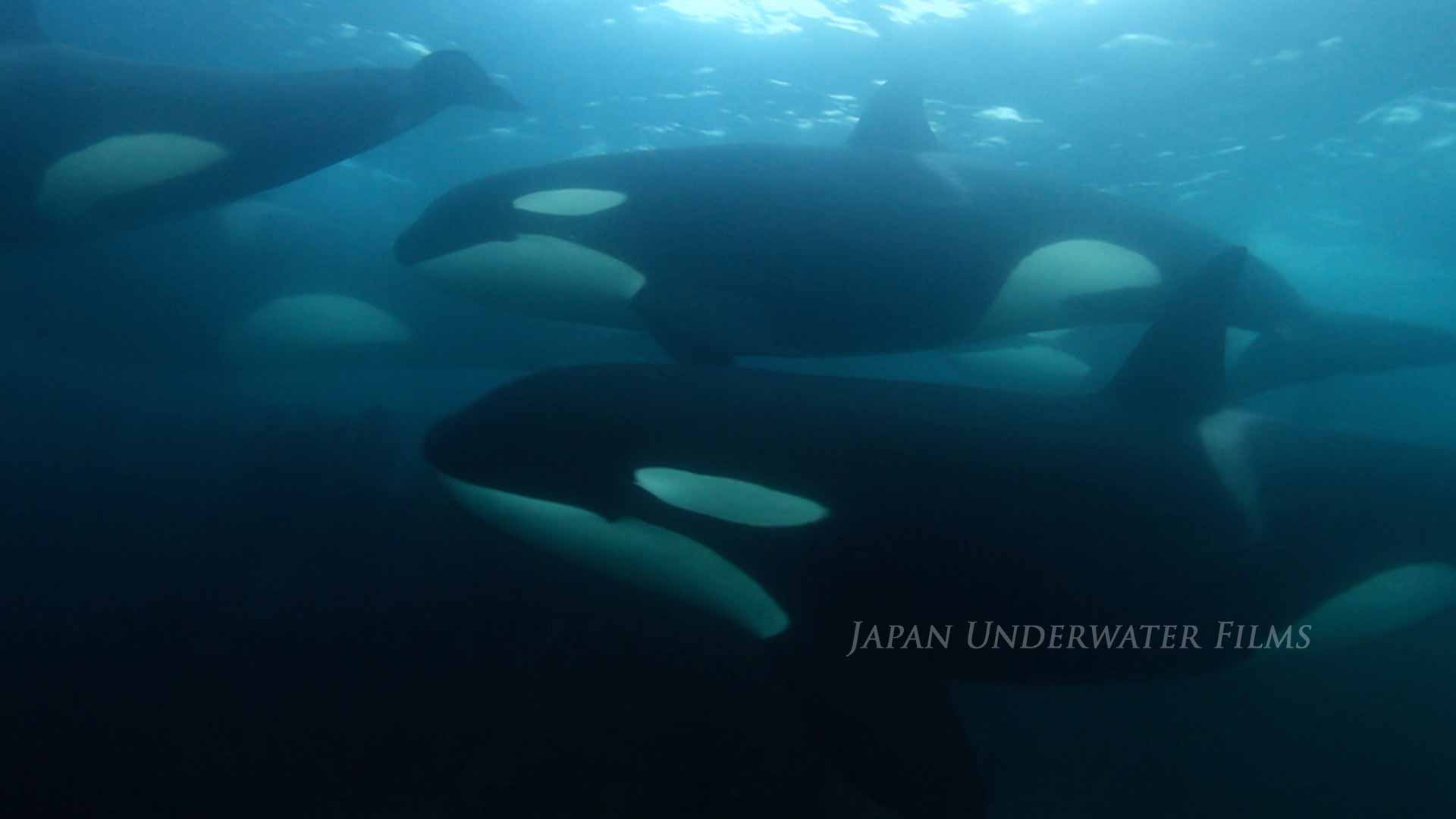 Killer whales in the wild