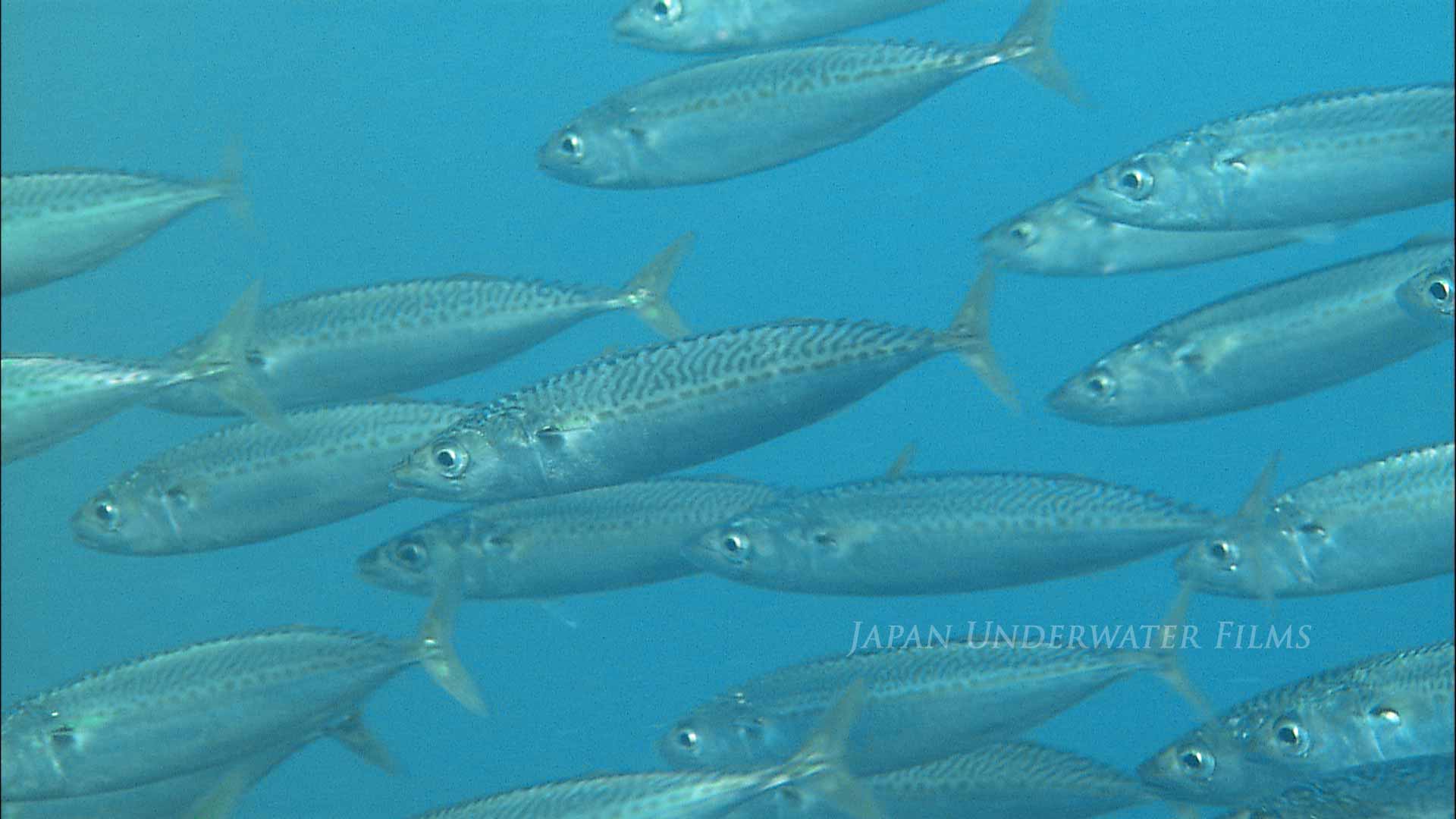 Schools of chub mackerel and Blue mackerel