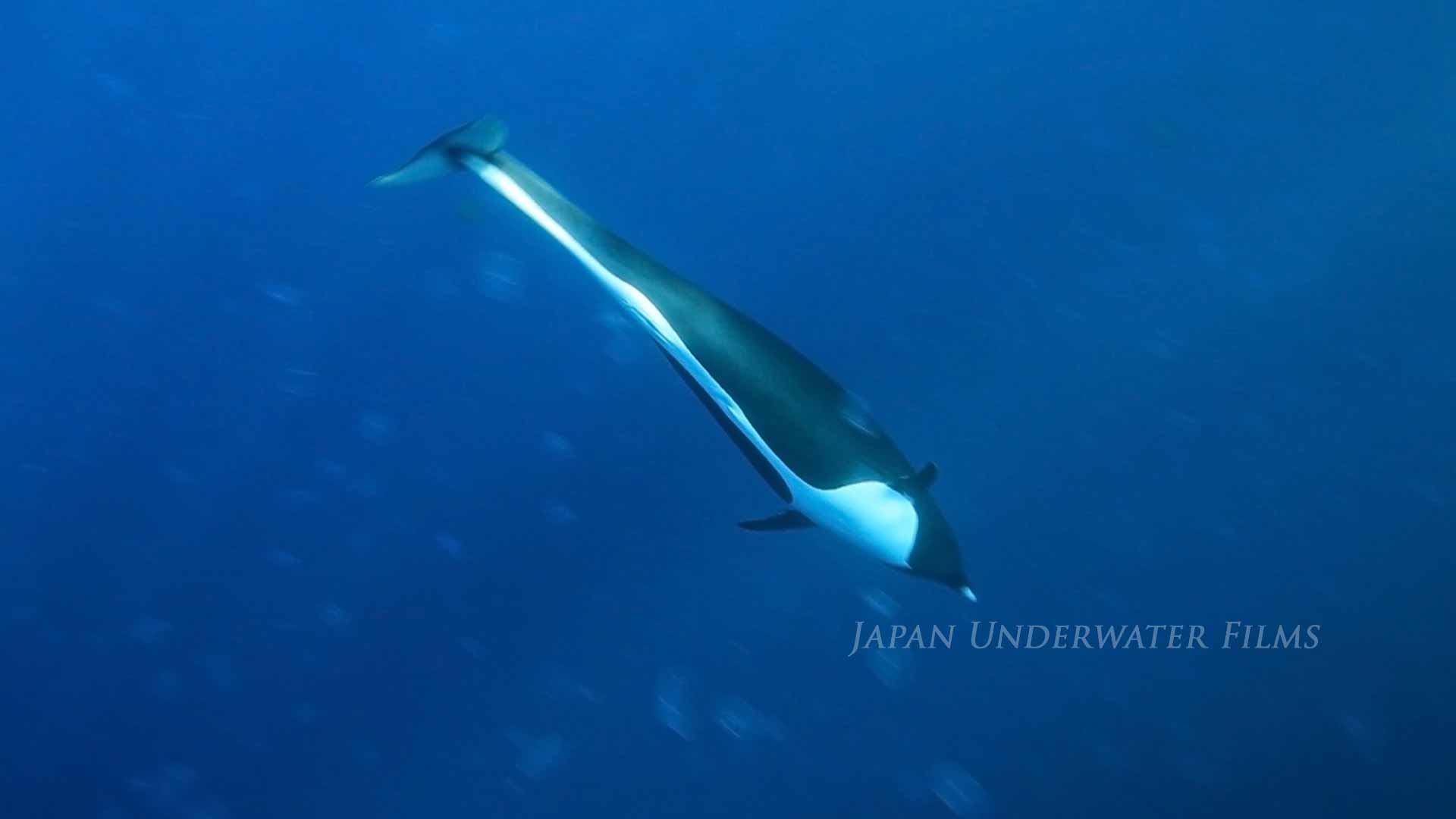 Northern right whale dolphin