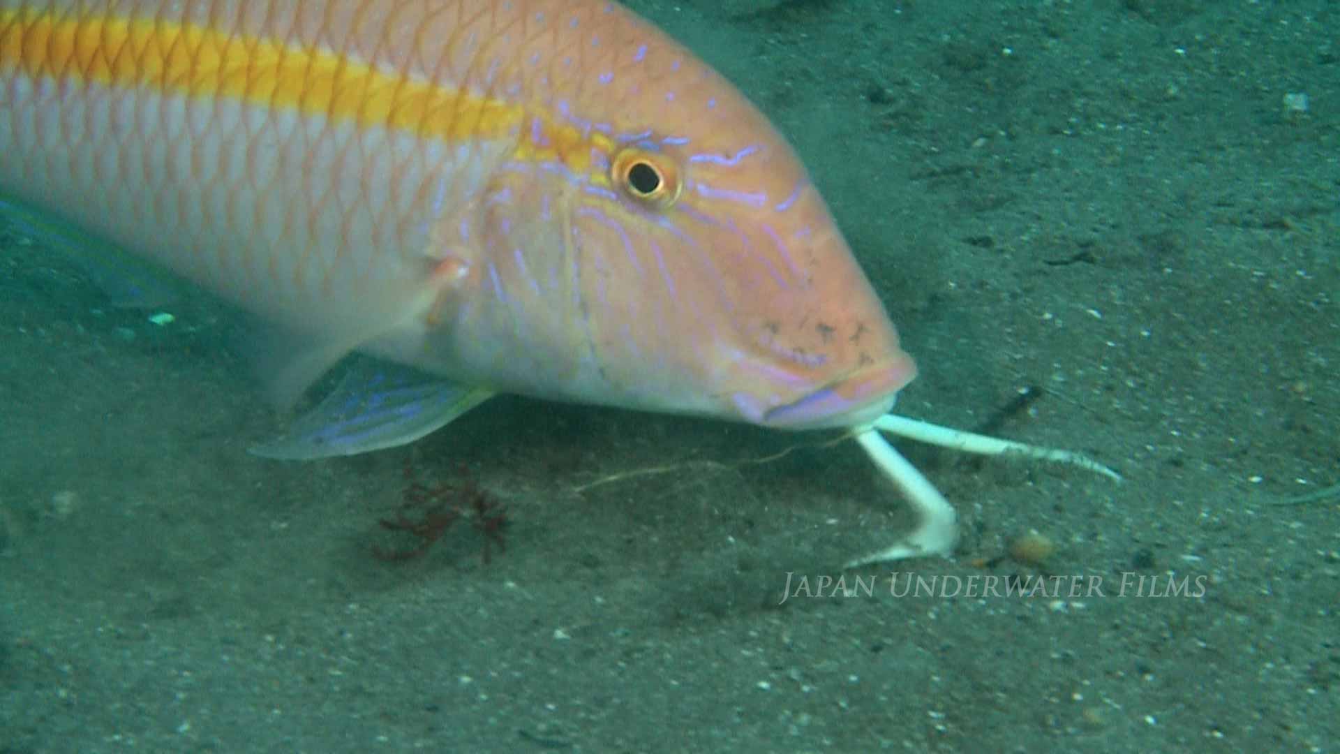 Yellowband Goatfish Foraging