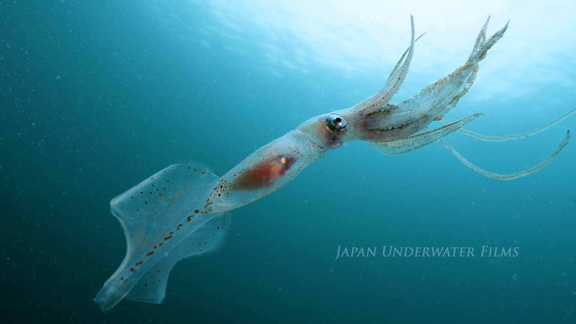 Emperor long-armed squid