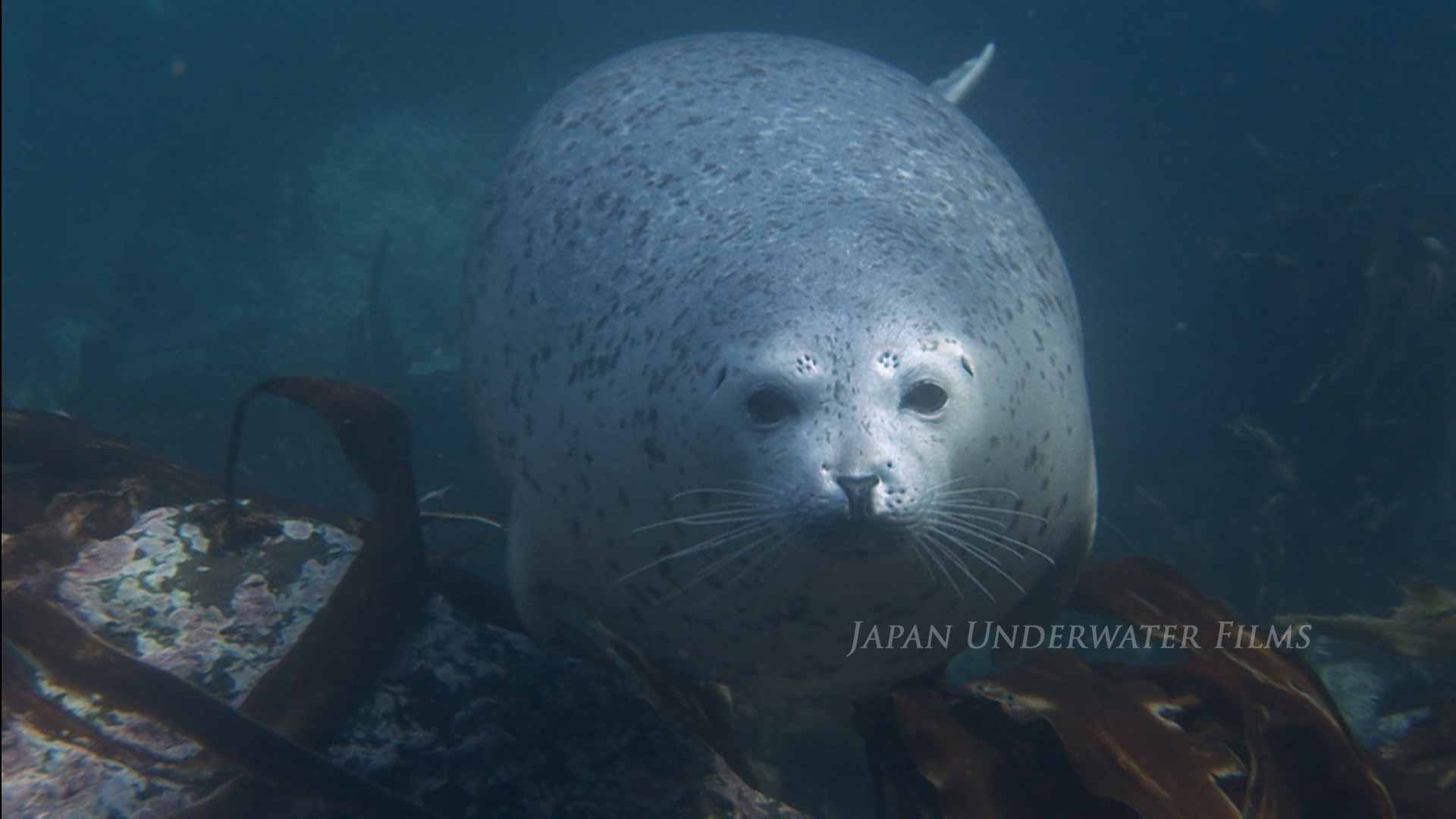 Spotted seal