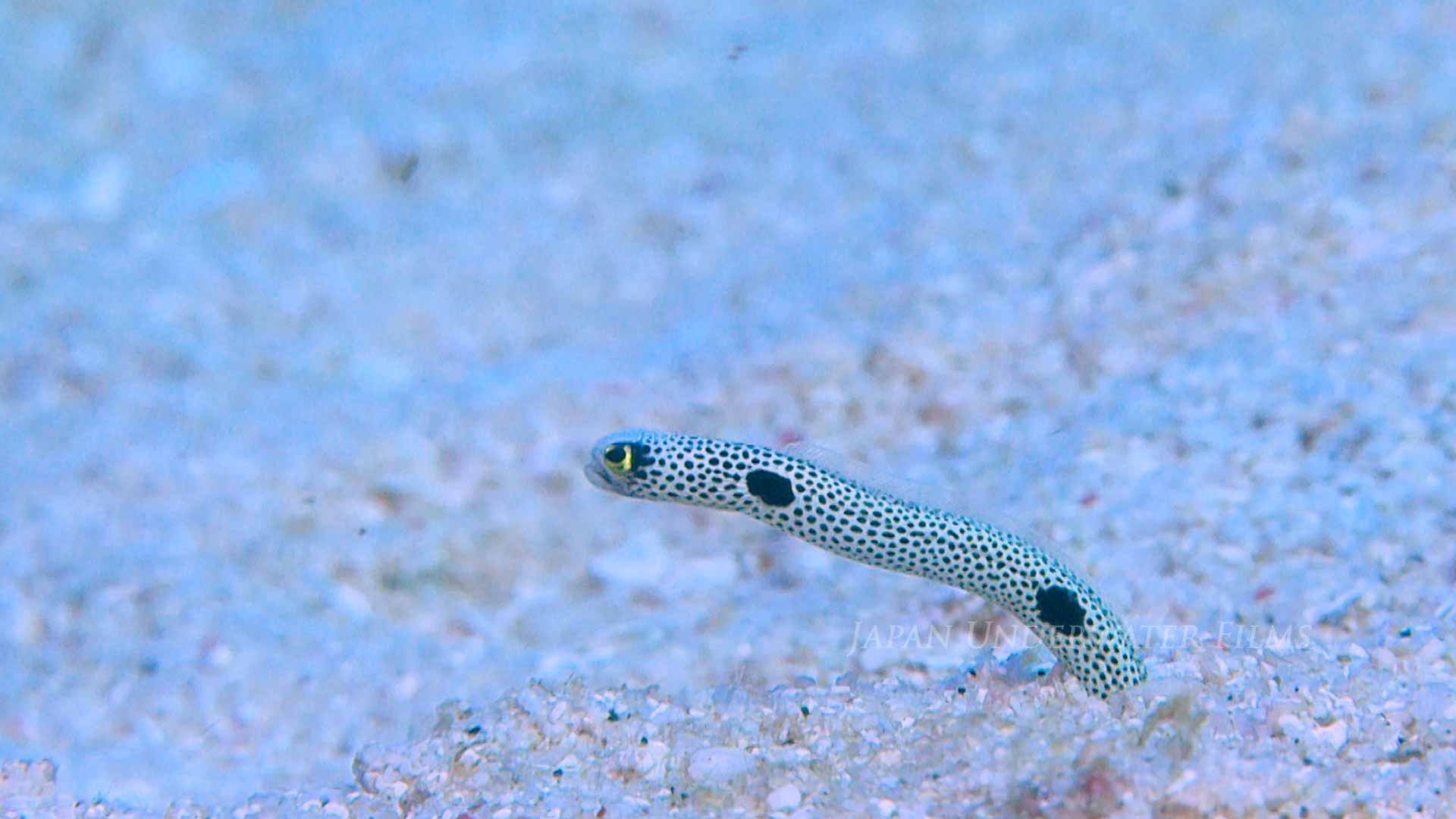 Spotted garden-eel