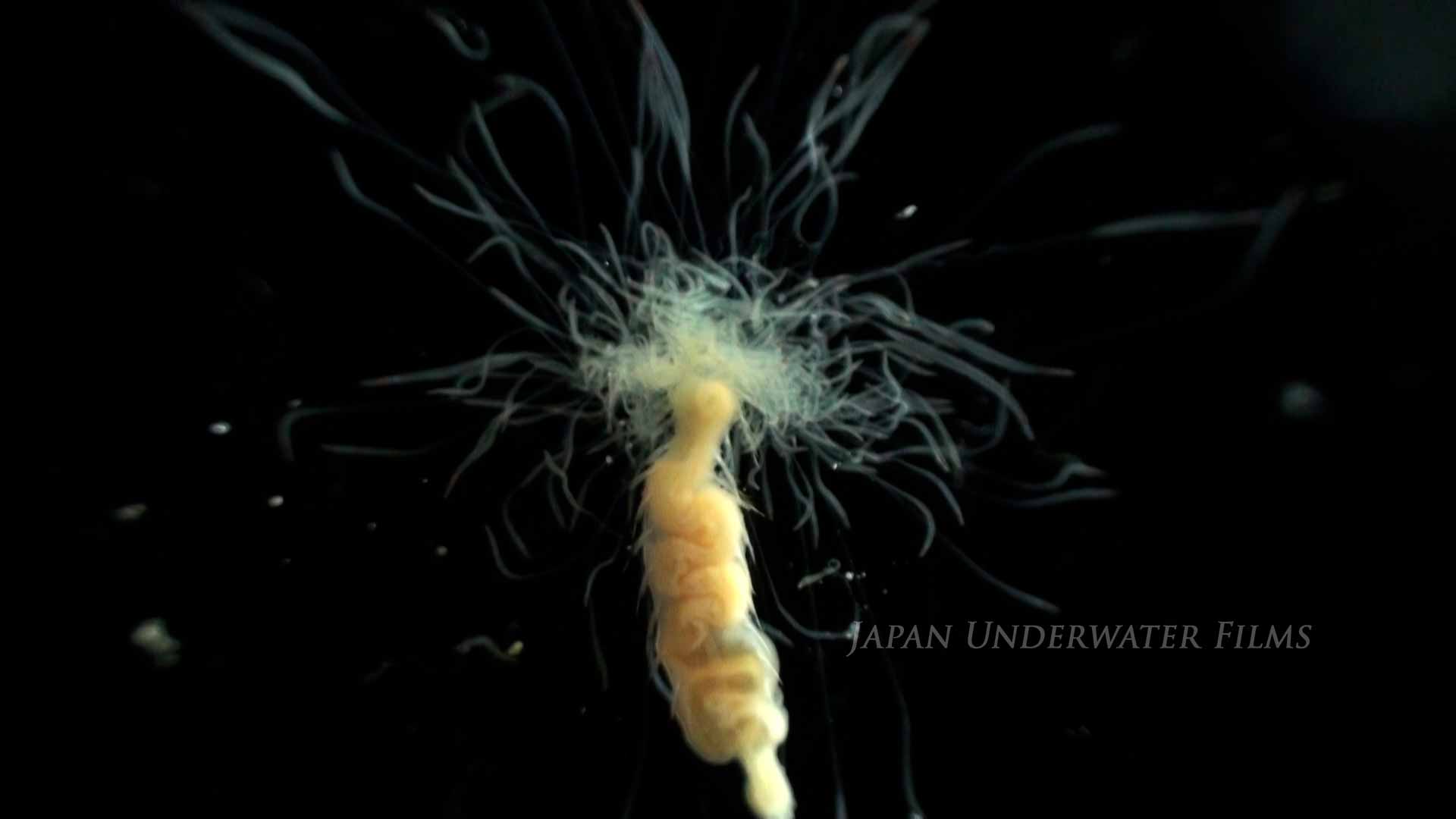 [Bioluminous creature] Polychaete worms1