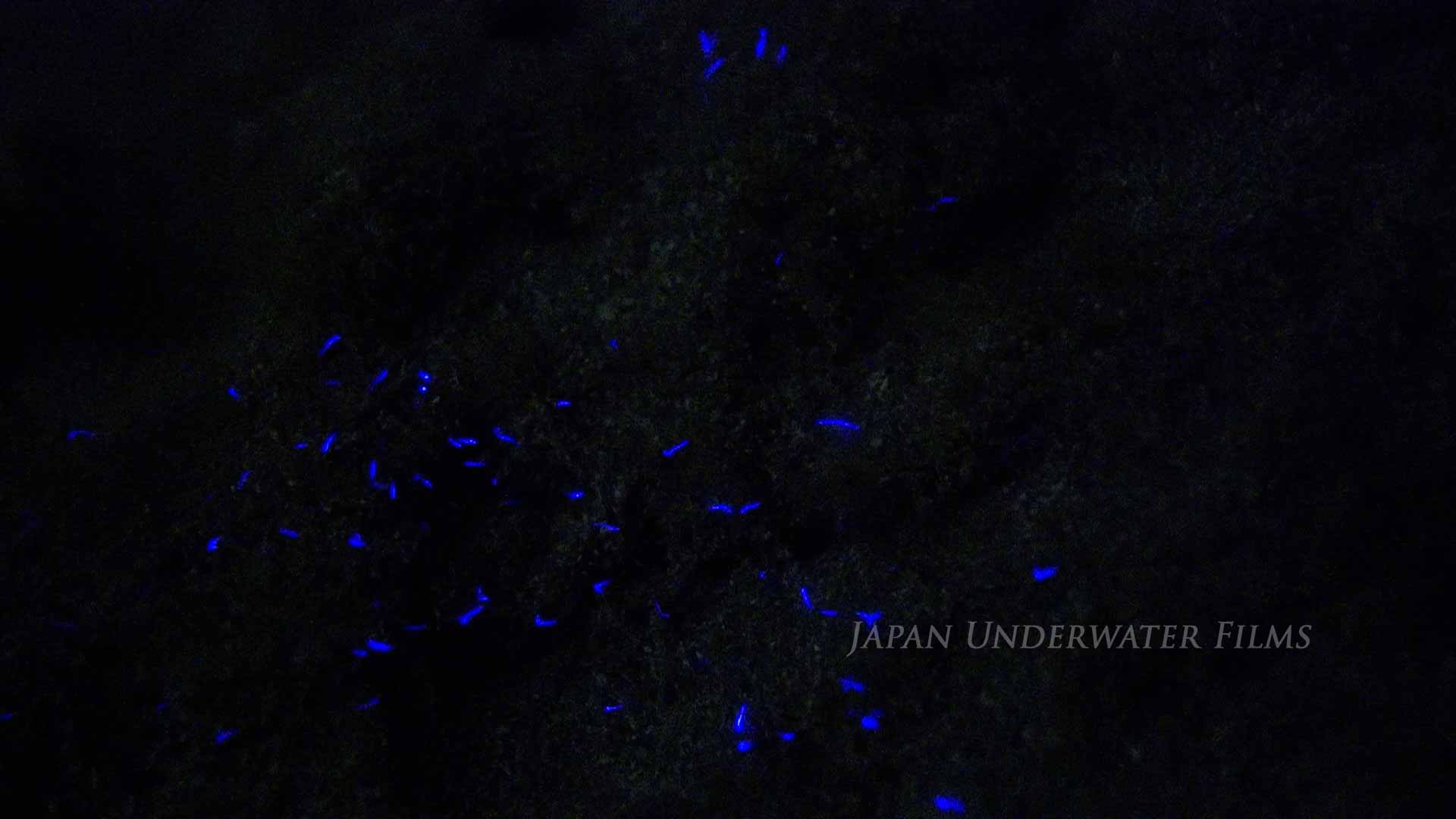 [Bioluminous creature] Polychaete worms2