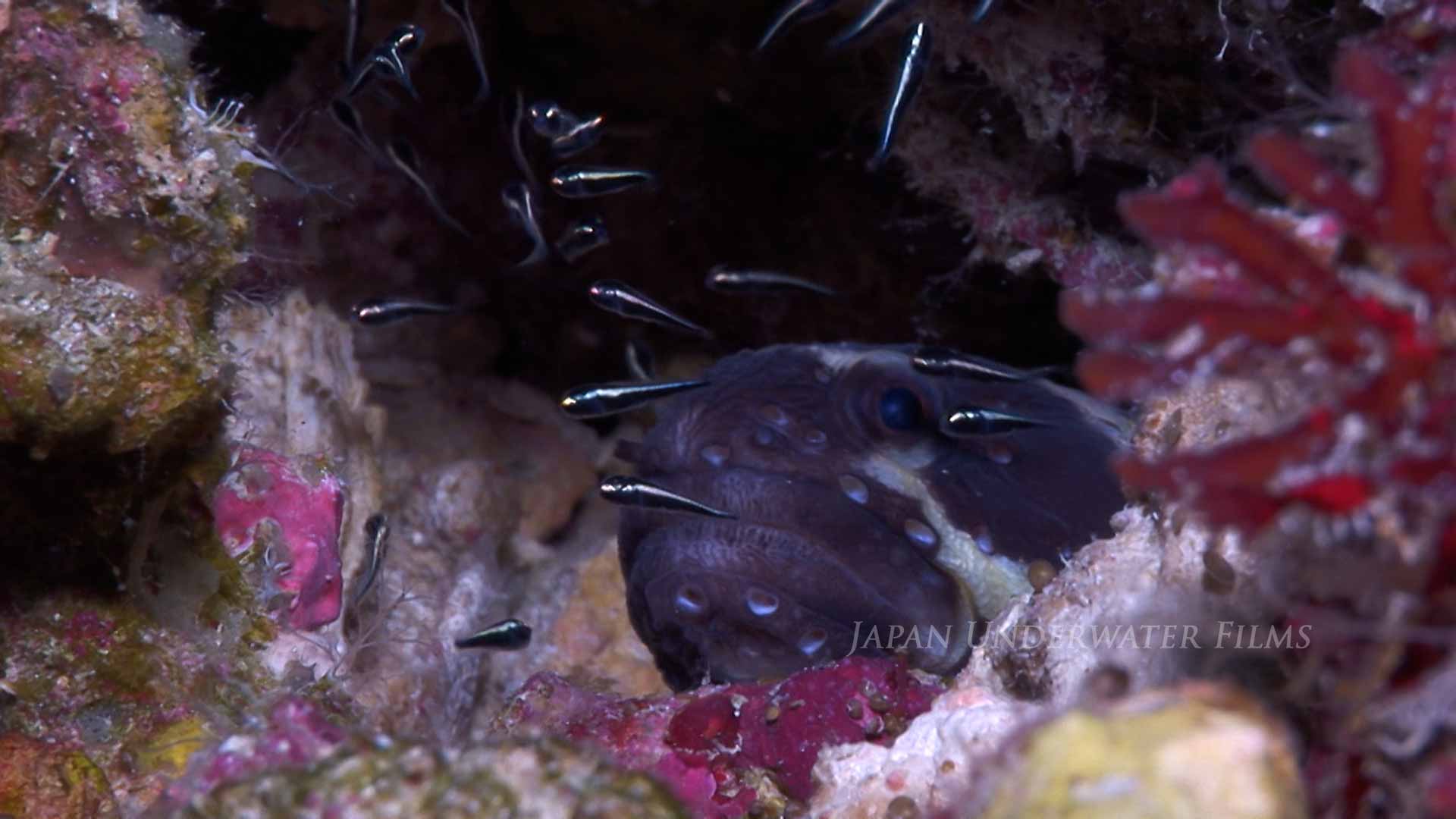 Convict Blenny Juvenile Swarm