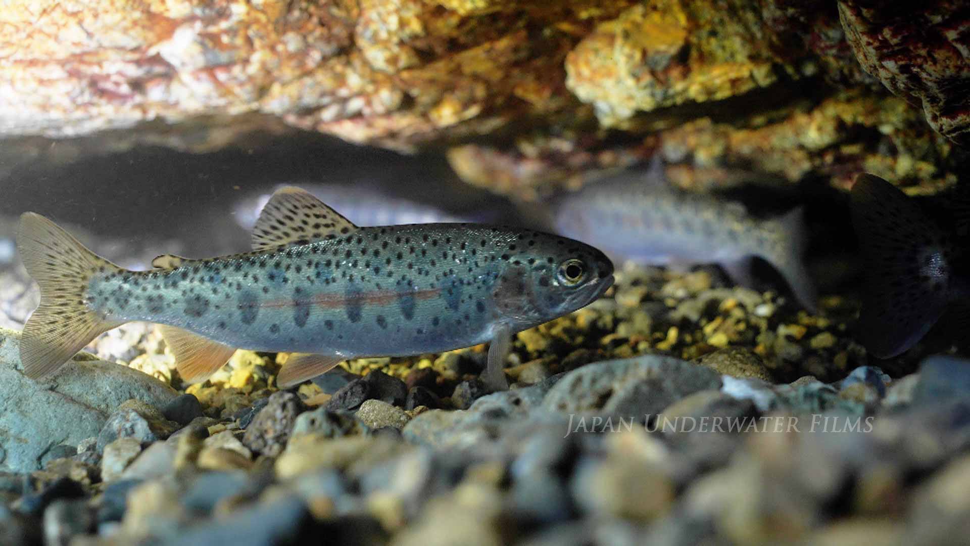 Rainbow Trout Swimming