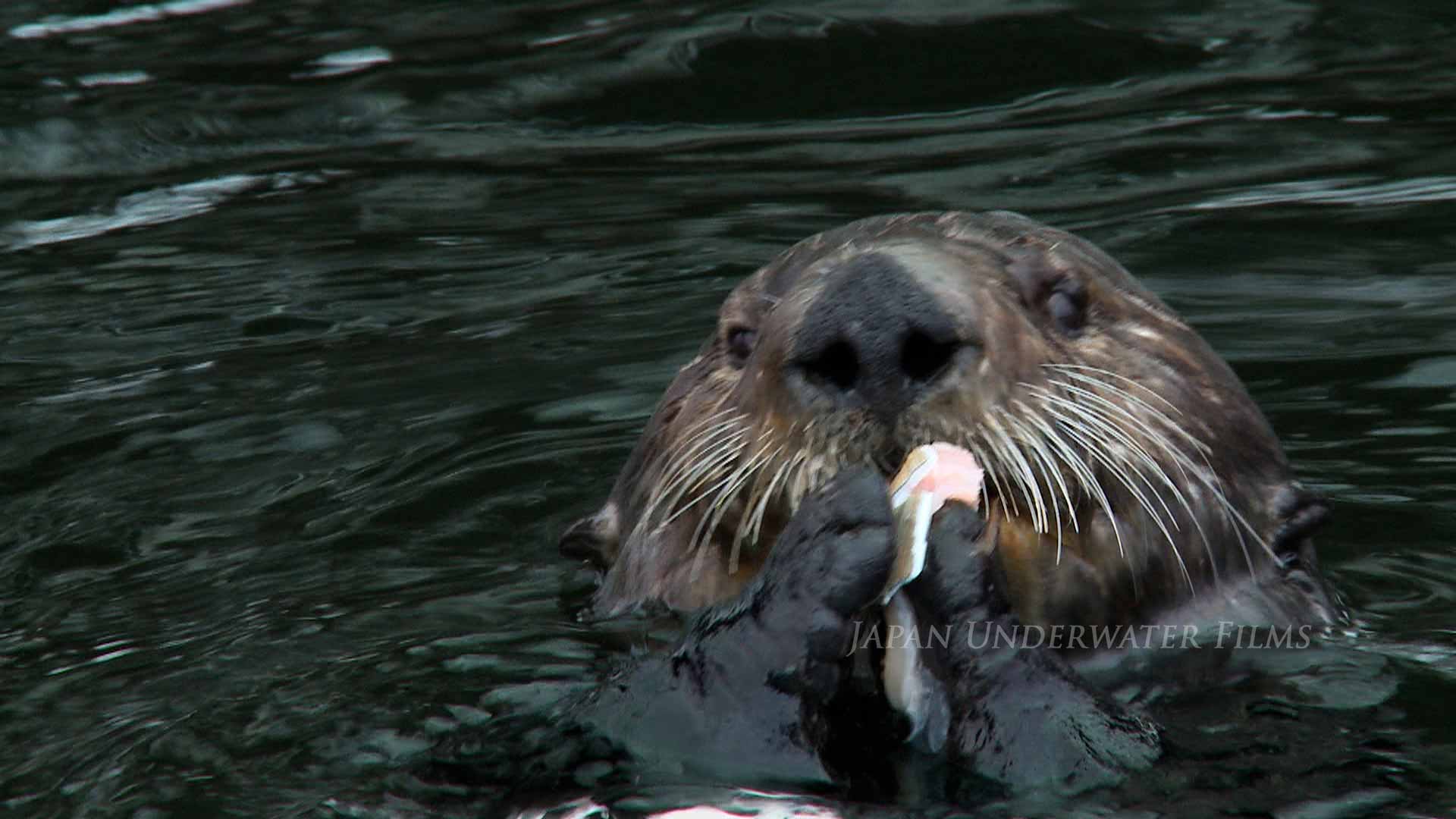 Wild Sea Otter Feeding