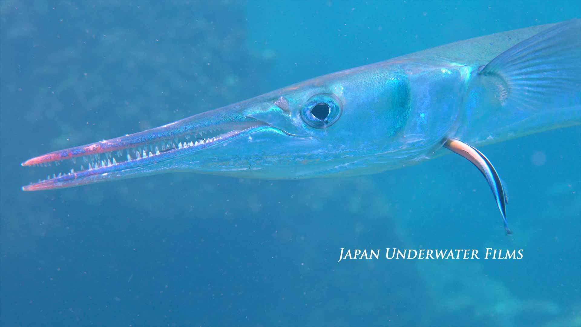 A cleaner wrasse cleaning a smelt