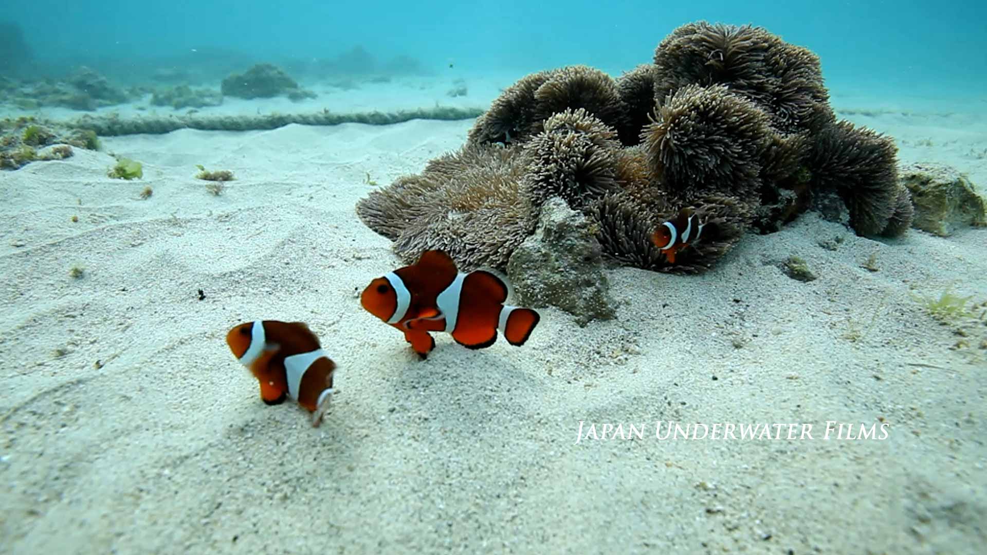 Clownfish Territorial Dispute