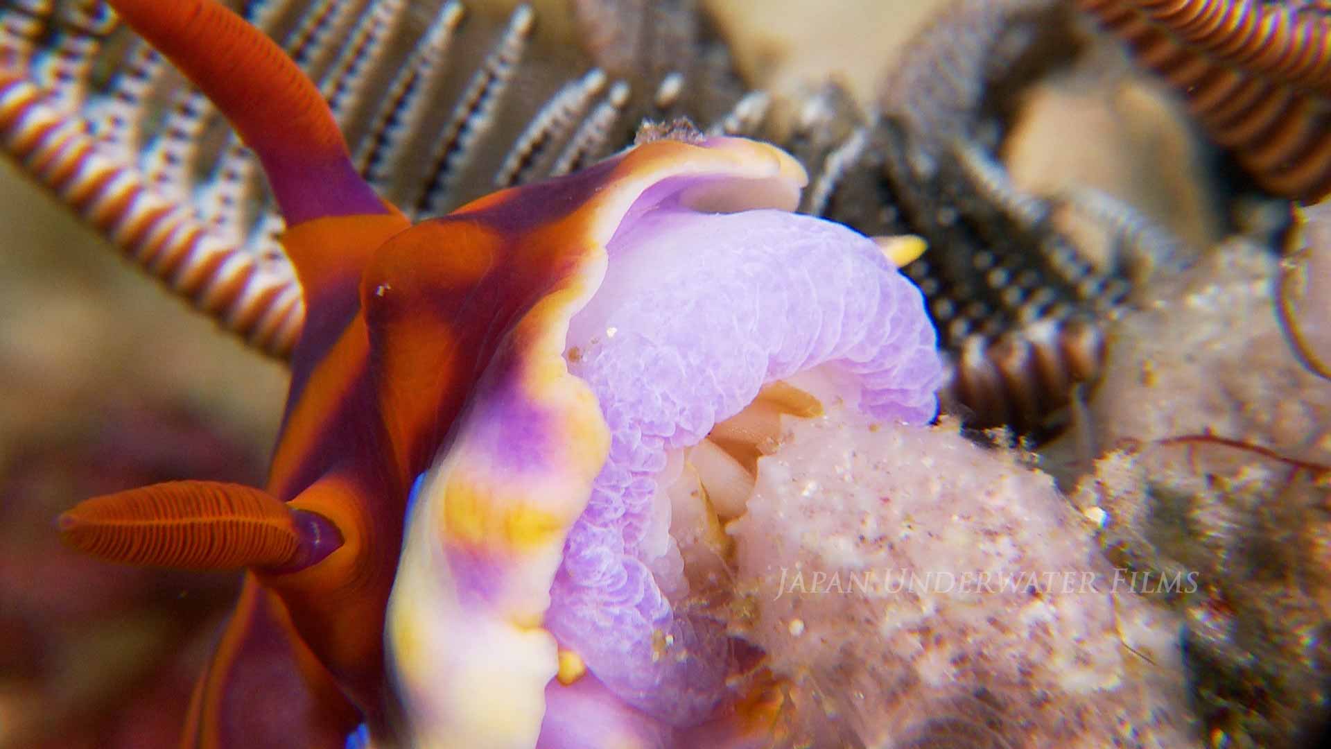 Miamira Nudibranch Feeding on Sponge