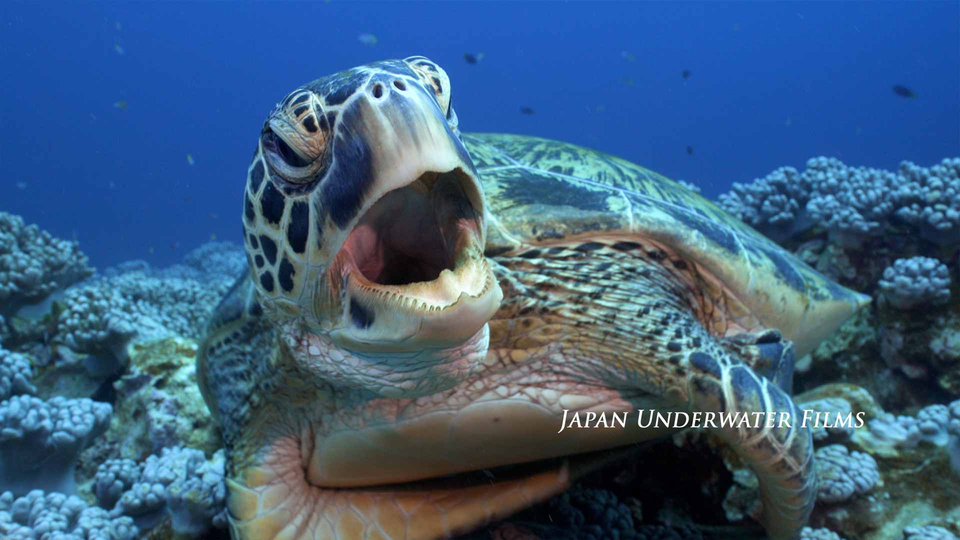 Green Sea Turtle Yawning