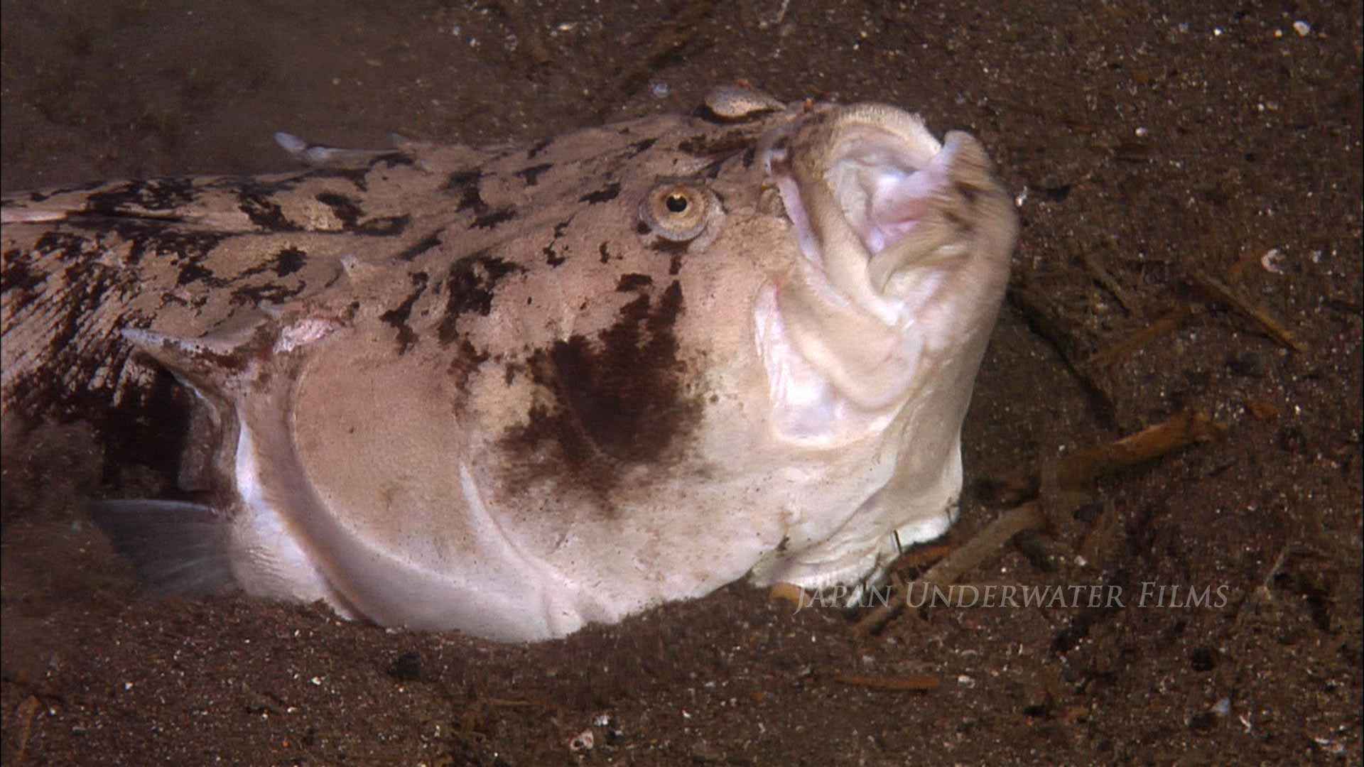 Marbled Stargazer Predation