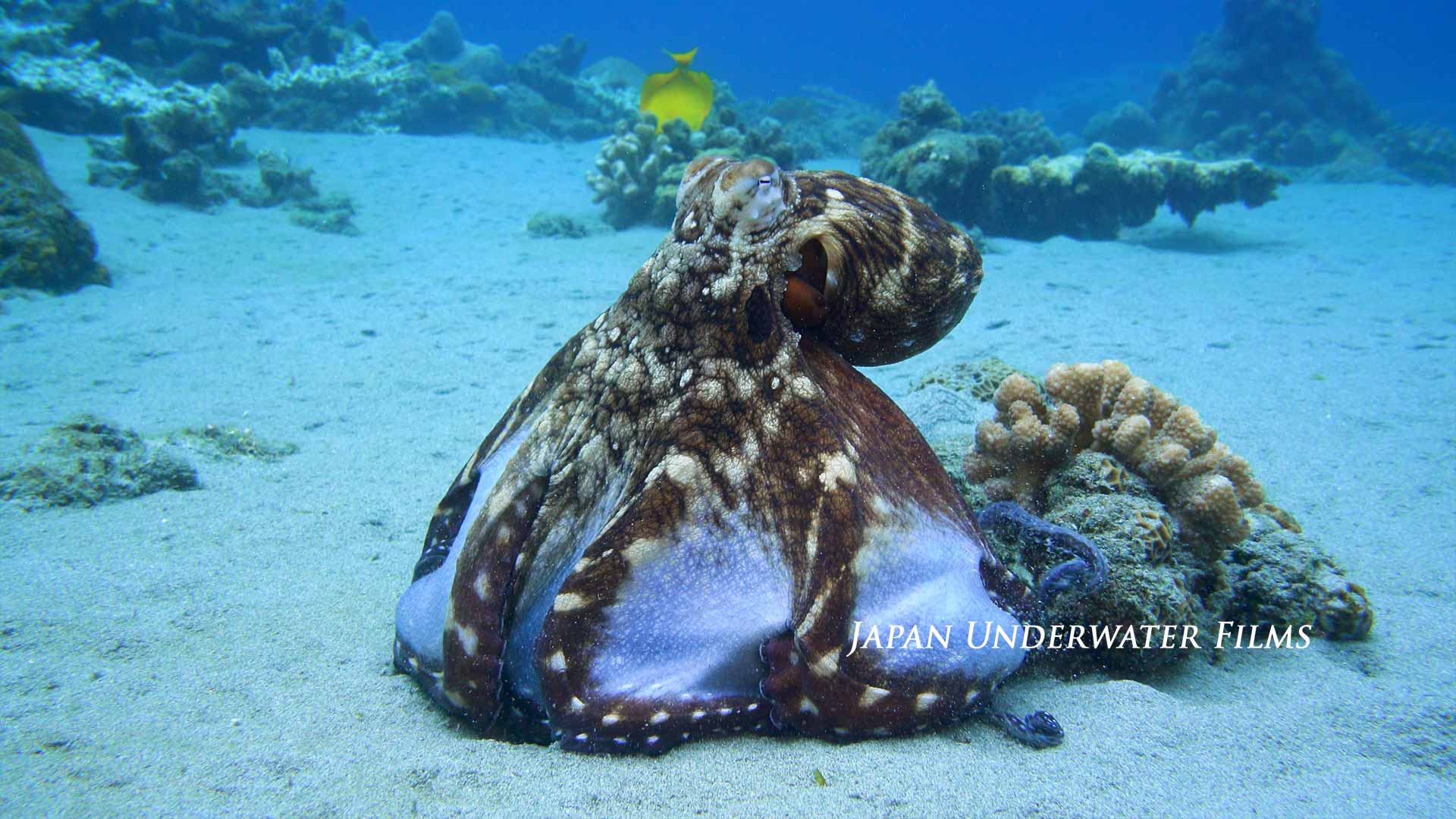 Day Octopus Walking and Hunting