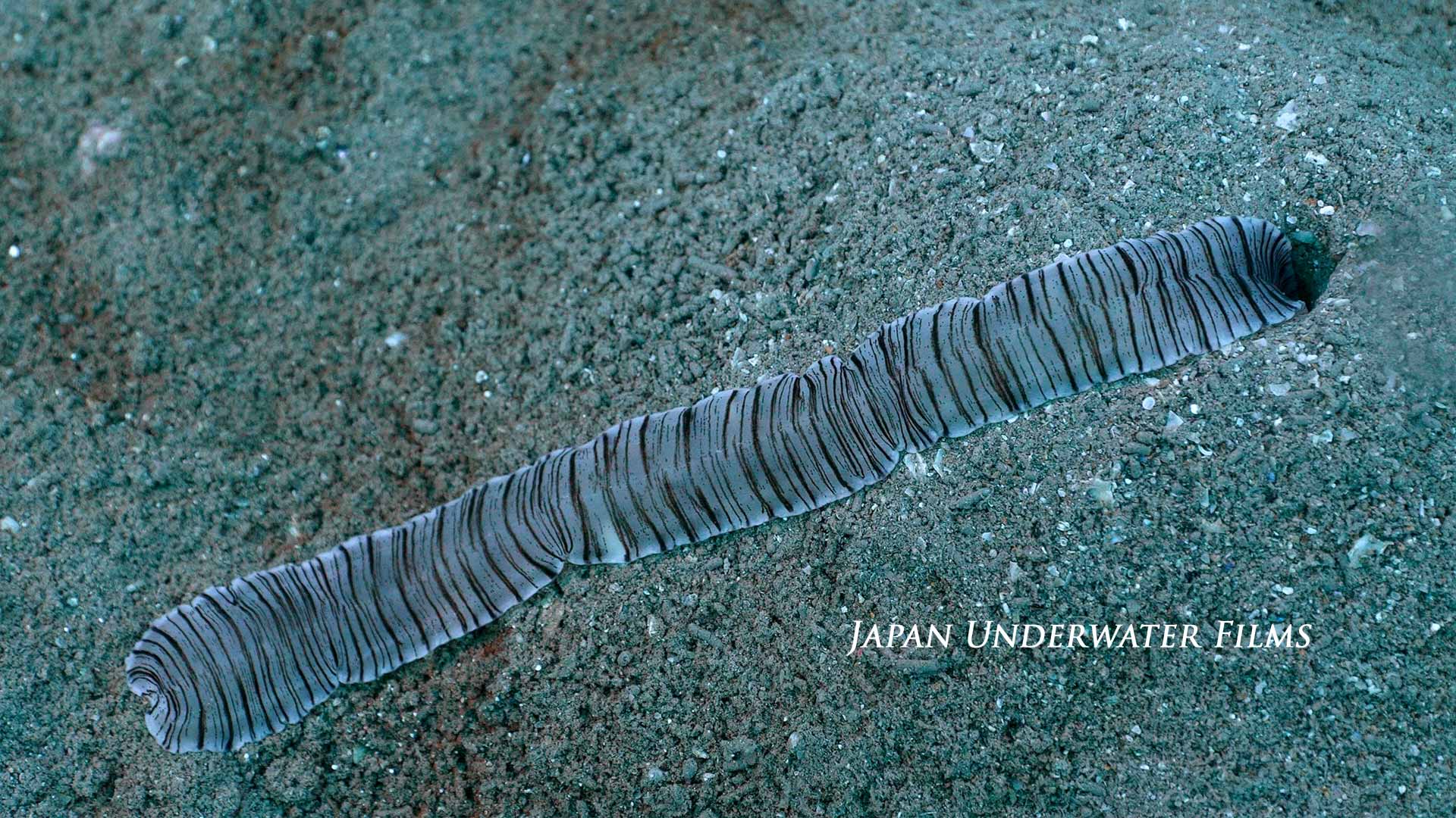 Spoon Worm Proboscis on Seabed