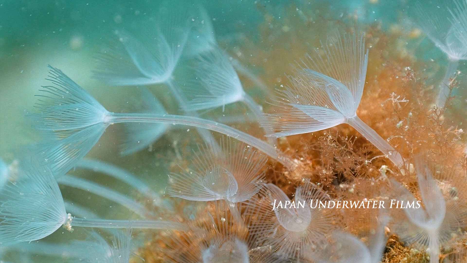 Horseshoe Worm Blooming