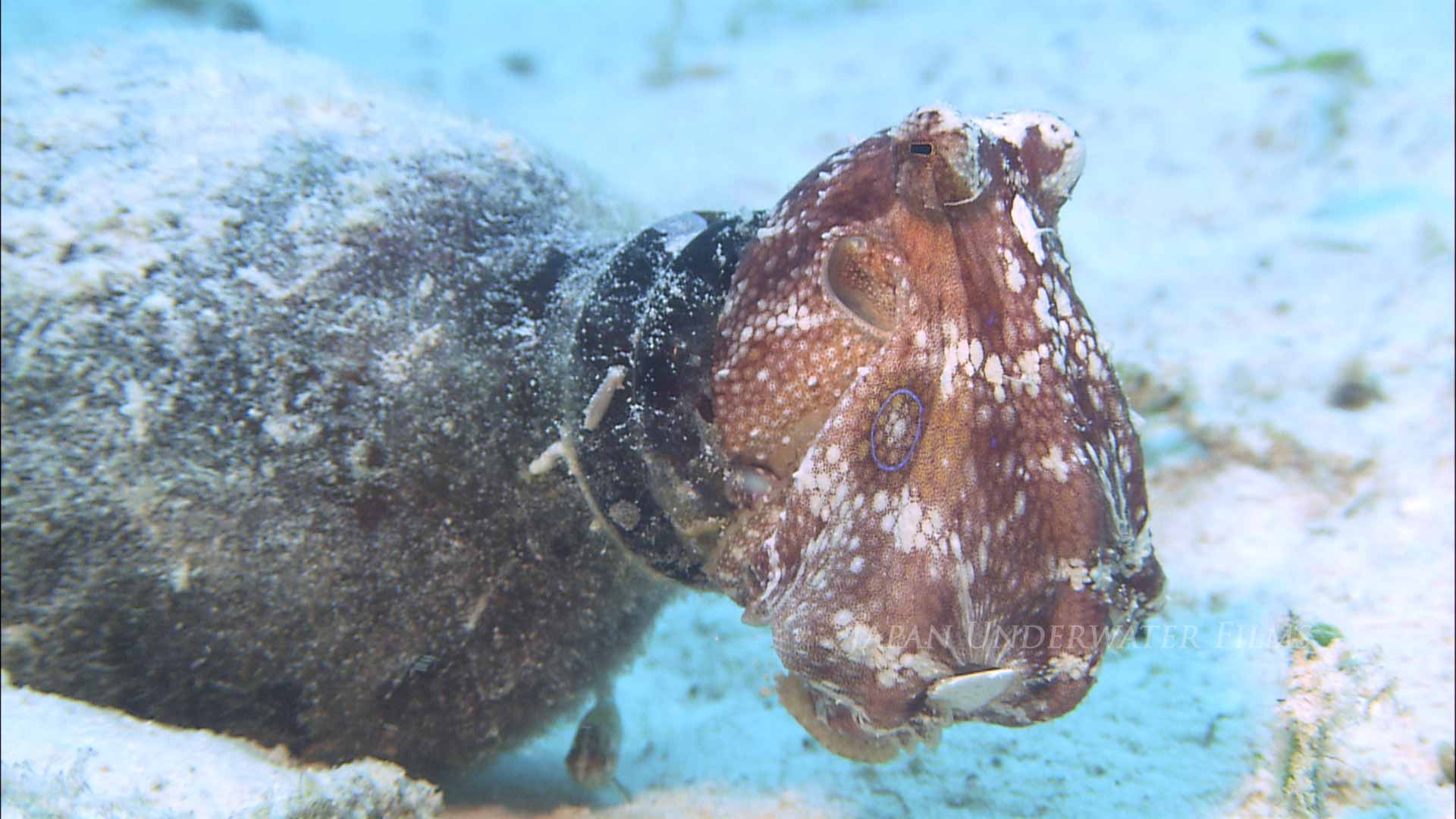 Octopus Discarding Crab Shell
