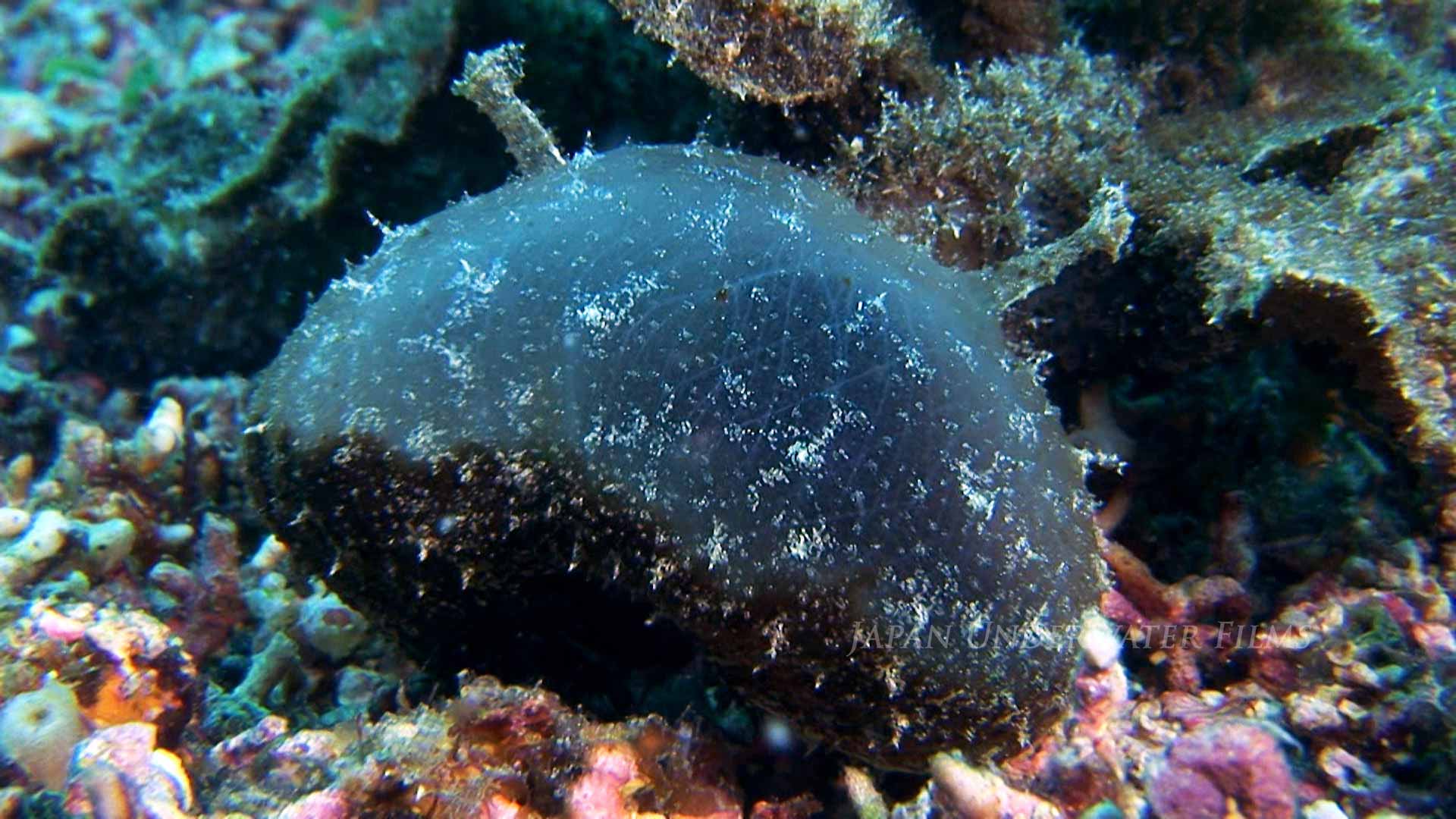 Green Melibe Nudibranch Hunting