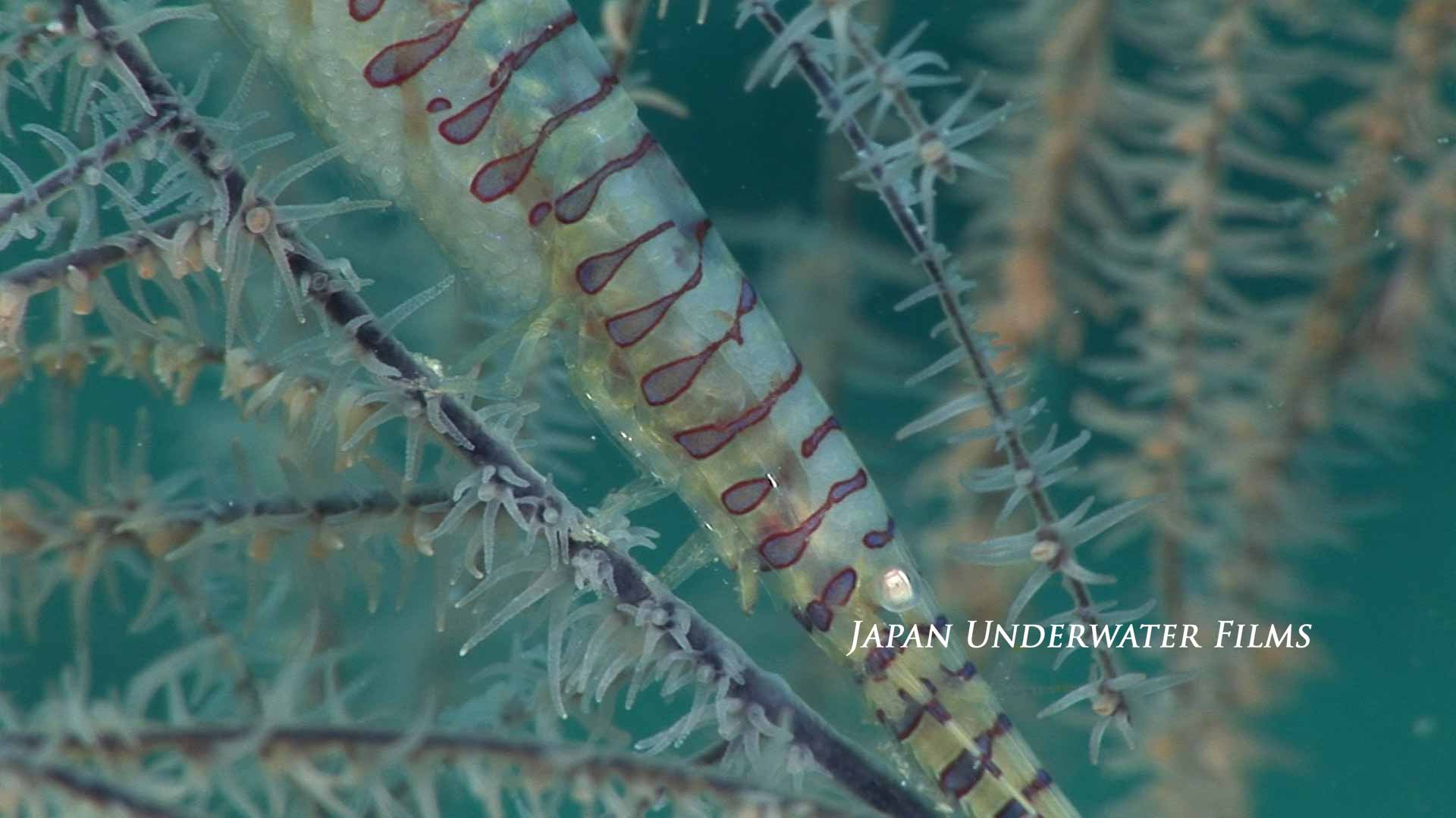 Banded Tozeuma Shrimp with Eggs