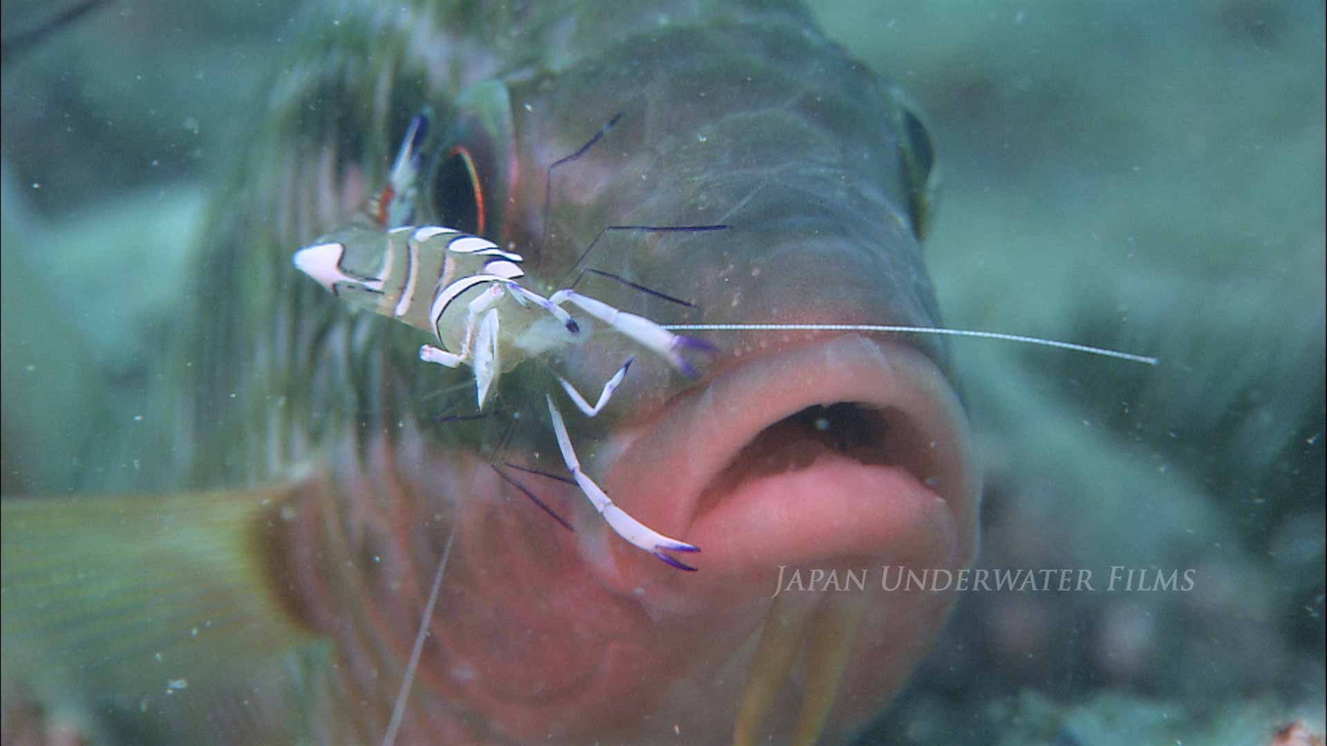 Magnificent Shrimp Cleaning a Goatfish