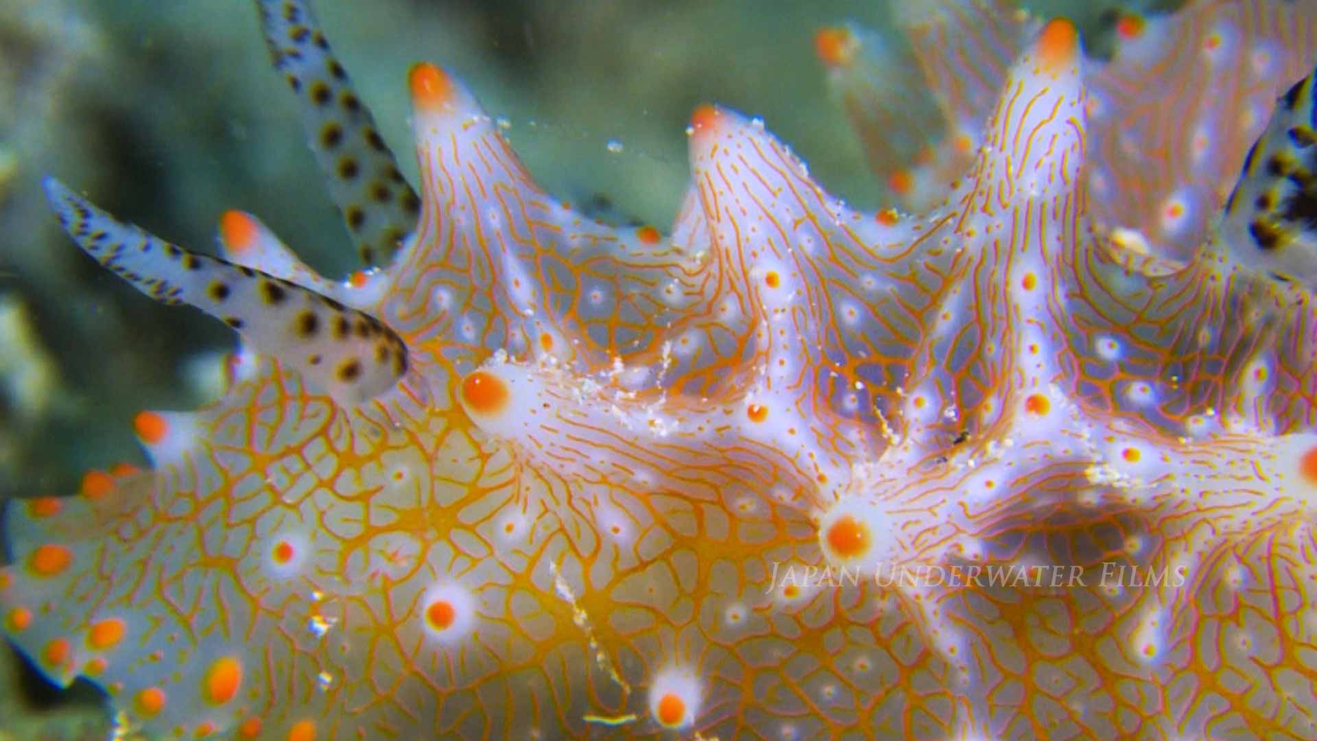 A Pair of Batangas Nudibranchs