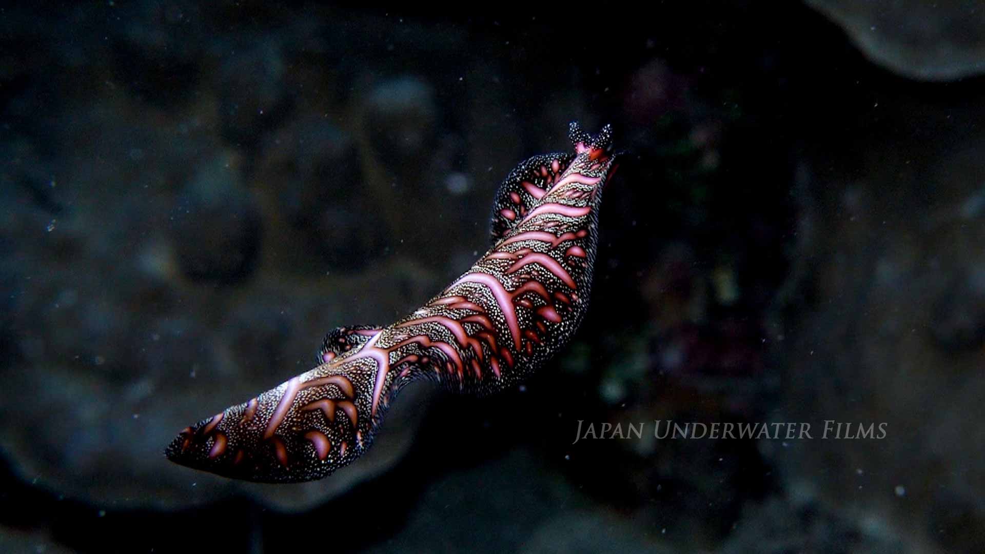 Persian carpet flatworm