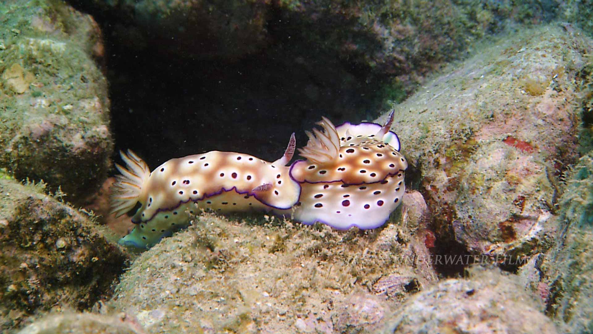 Tryon’s Risbecia Nudibranchs Trailing