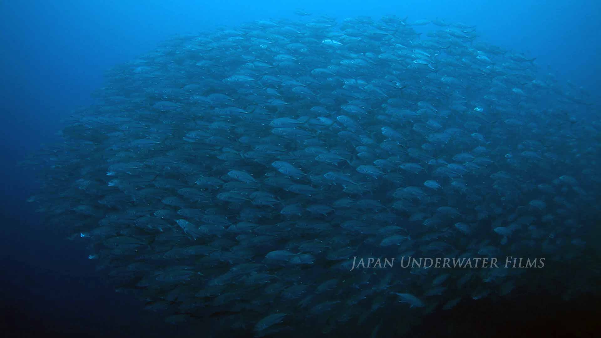 School of Bigeye Trevally