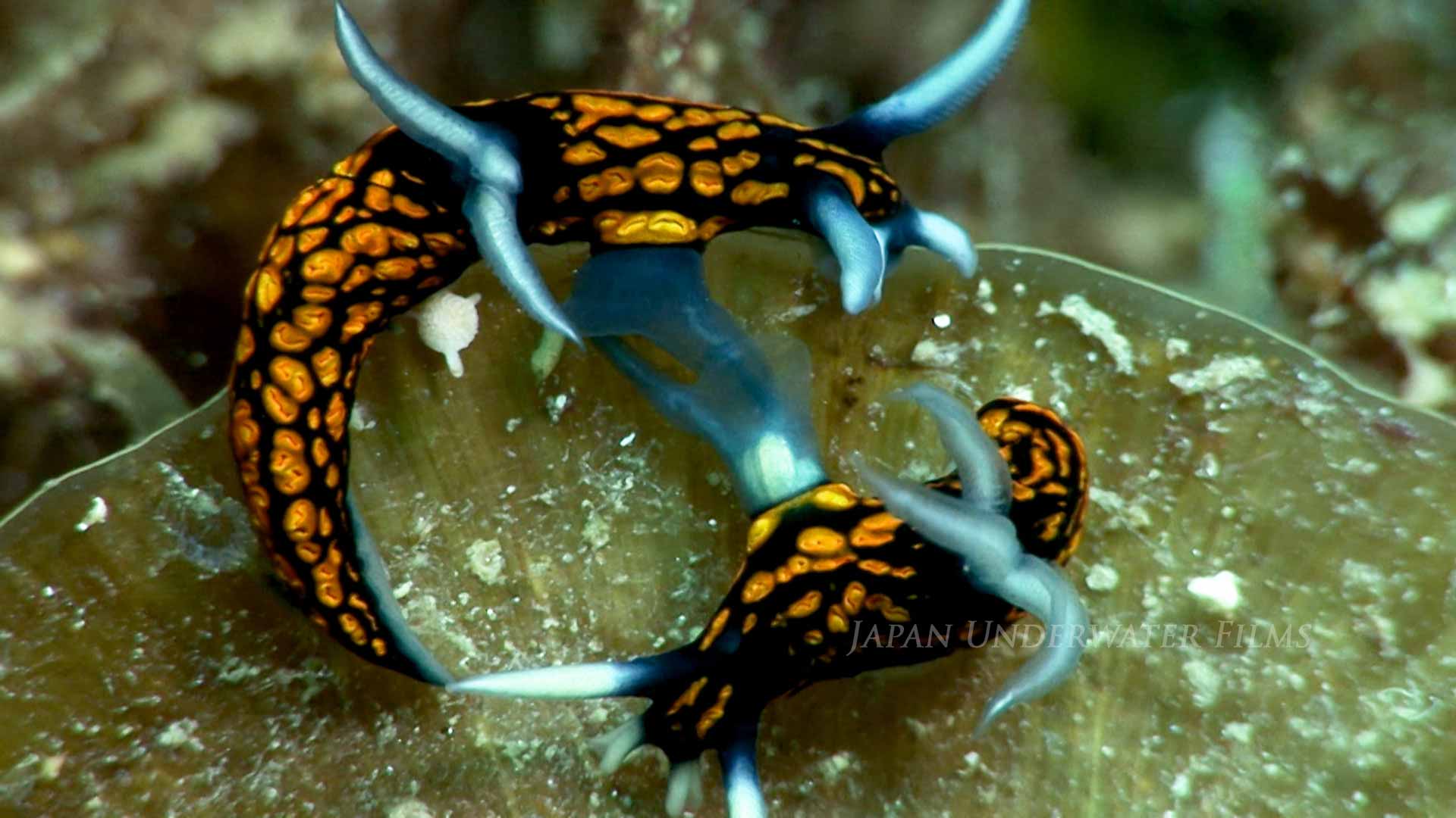 Mating Slender Roboastra Nudibranchs