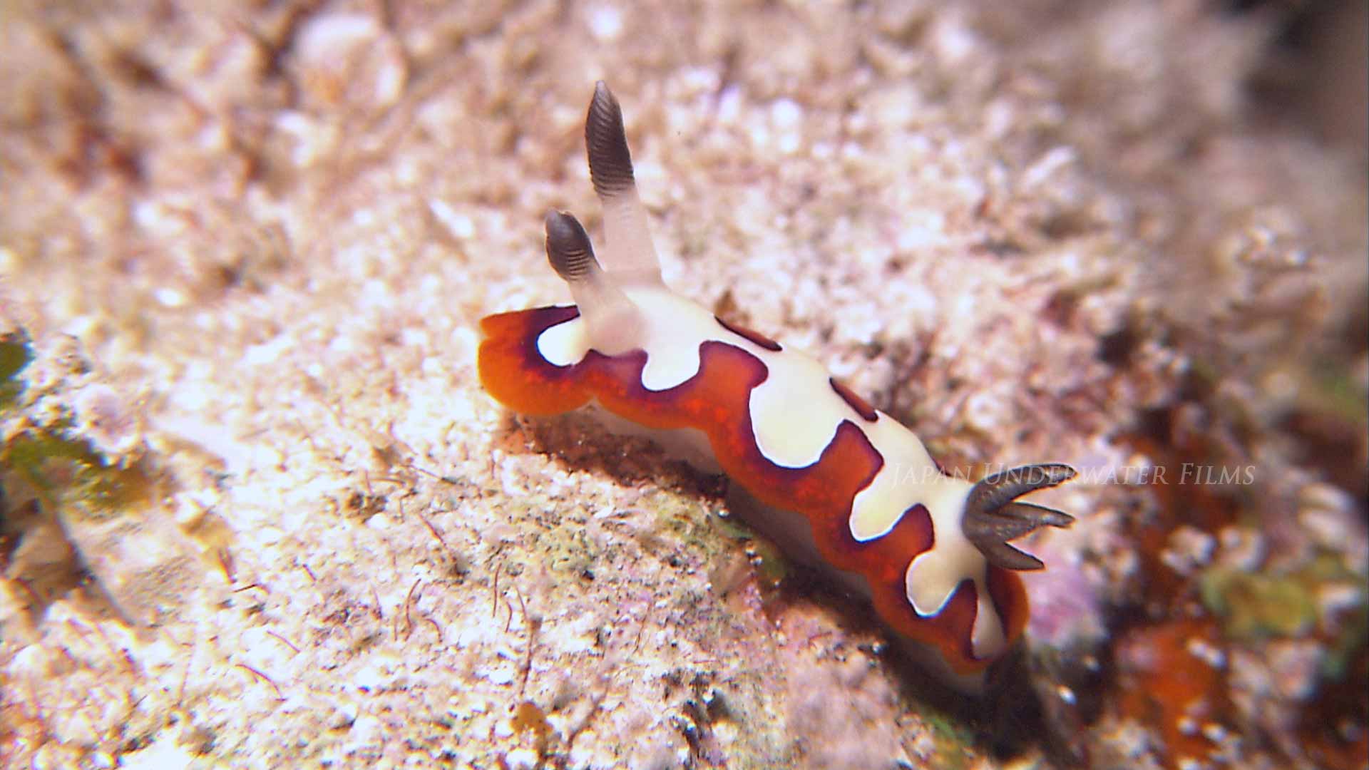 Faithful sea slug