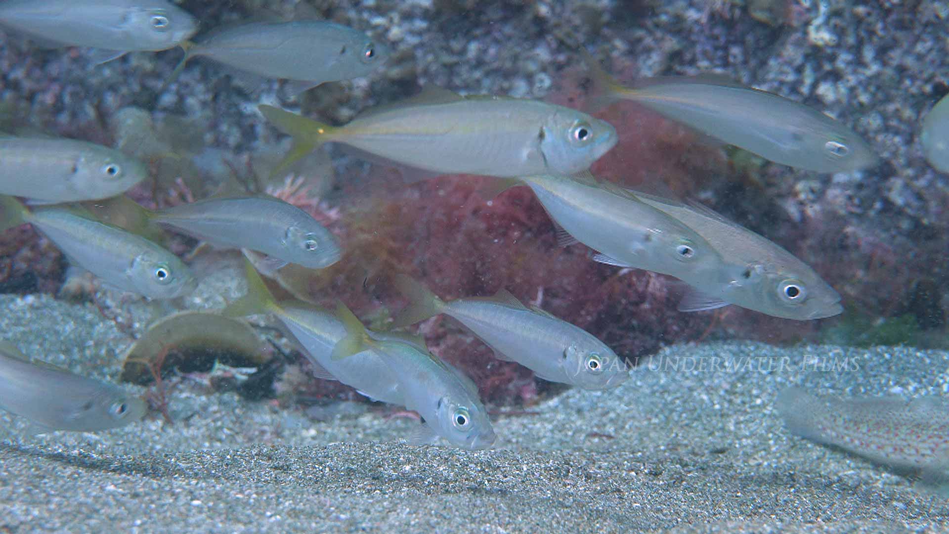 Japanese Jack Mackerel Feeding