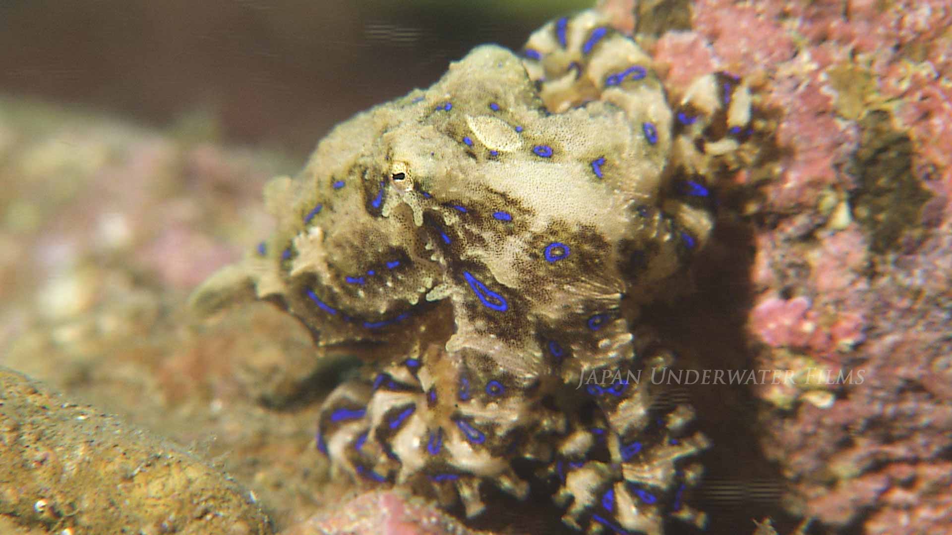 Blue-lined octopus (Locomotion,Predation,and Nesting)