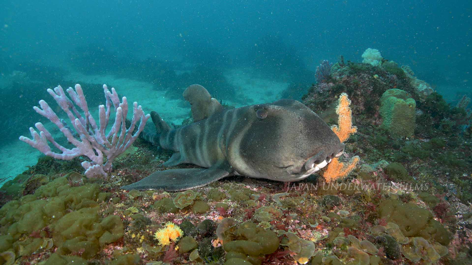 Japanese bullhead shark