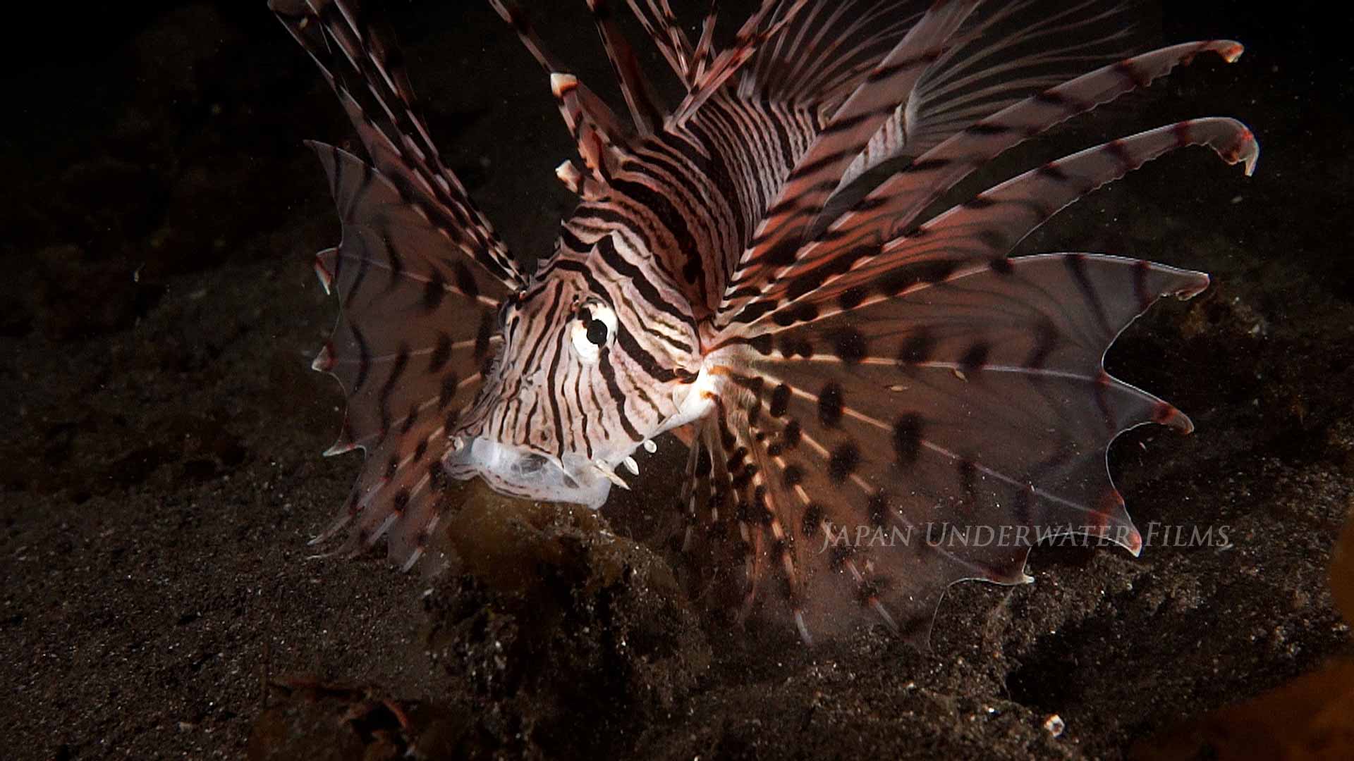 Luna Lionfish Hunting