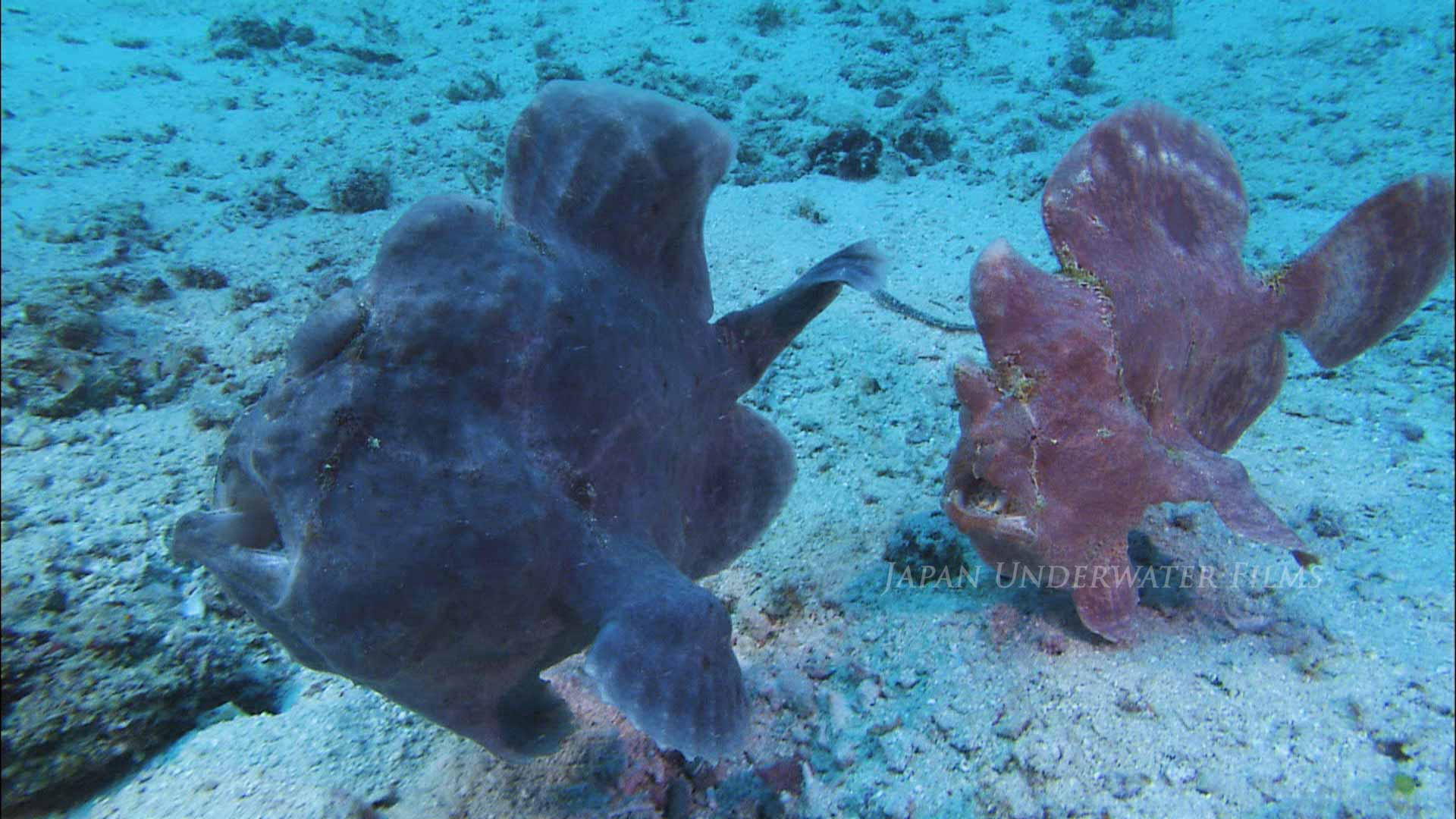 Commerson’s Frogfish Pair Swimming