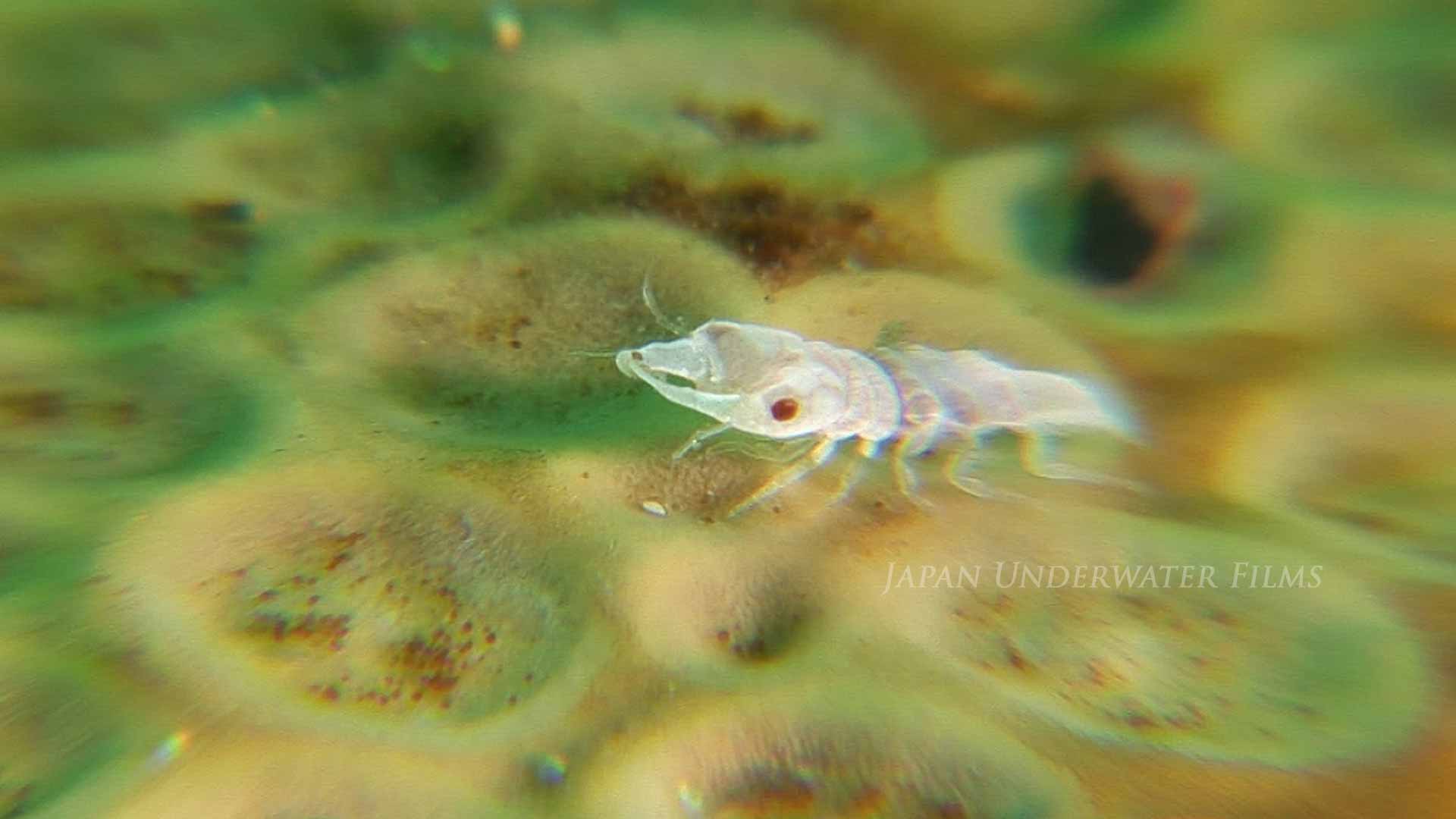 Male Gnathiid Isopod