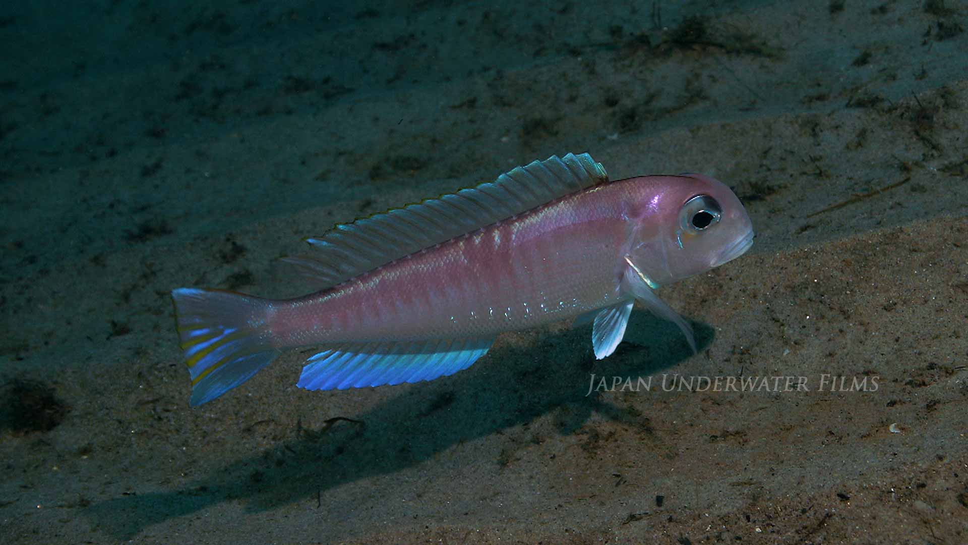 Horsehead Tilefish Emerging from Burrow