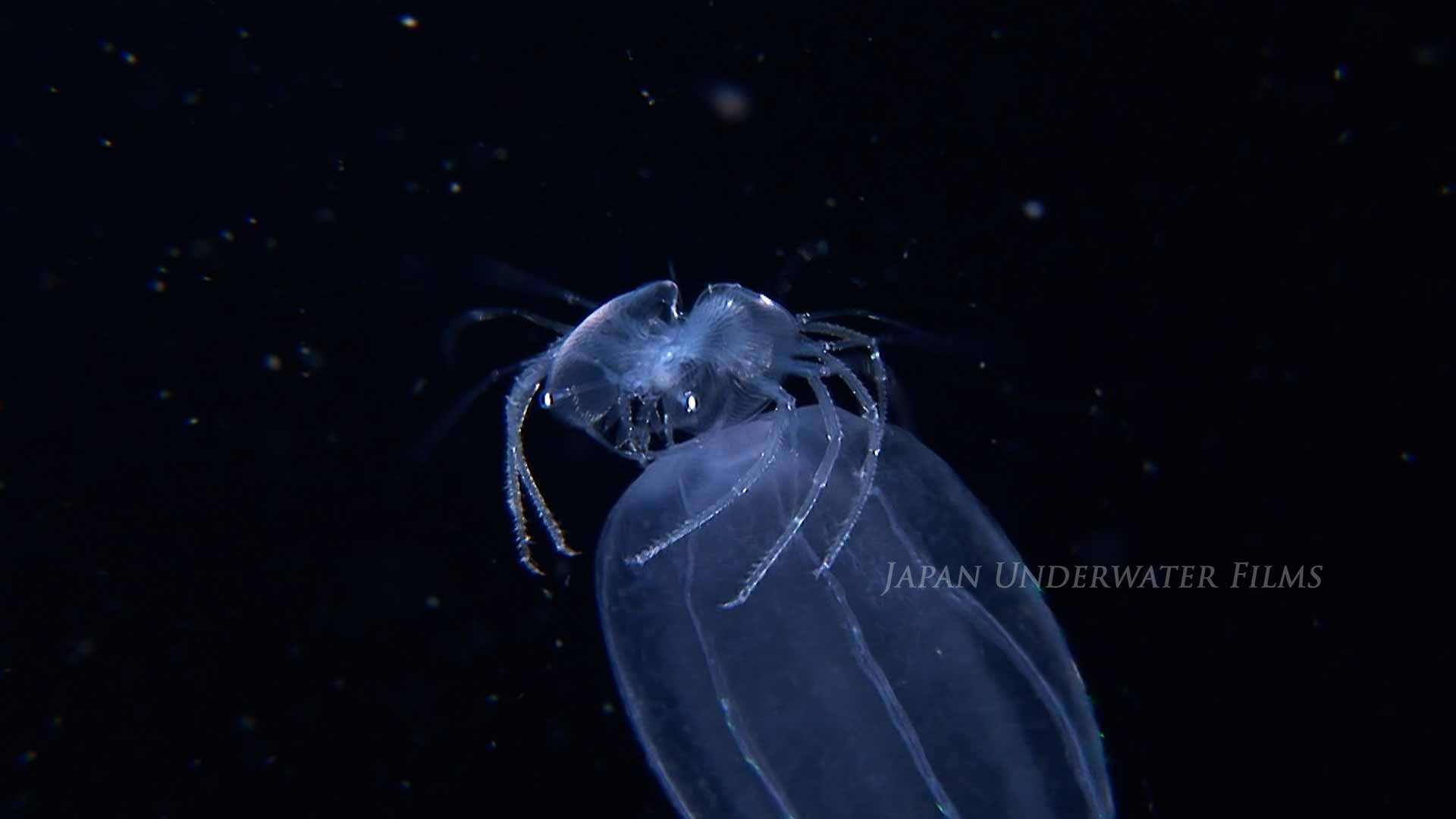 Japanese Fan Lobster Larva on a Jellyfish
