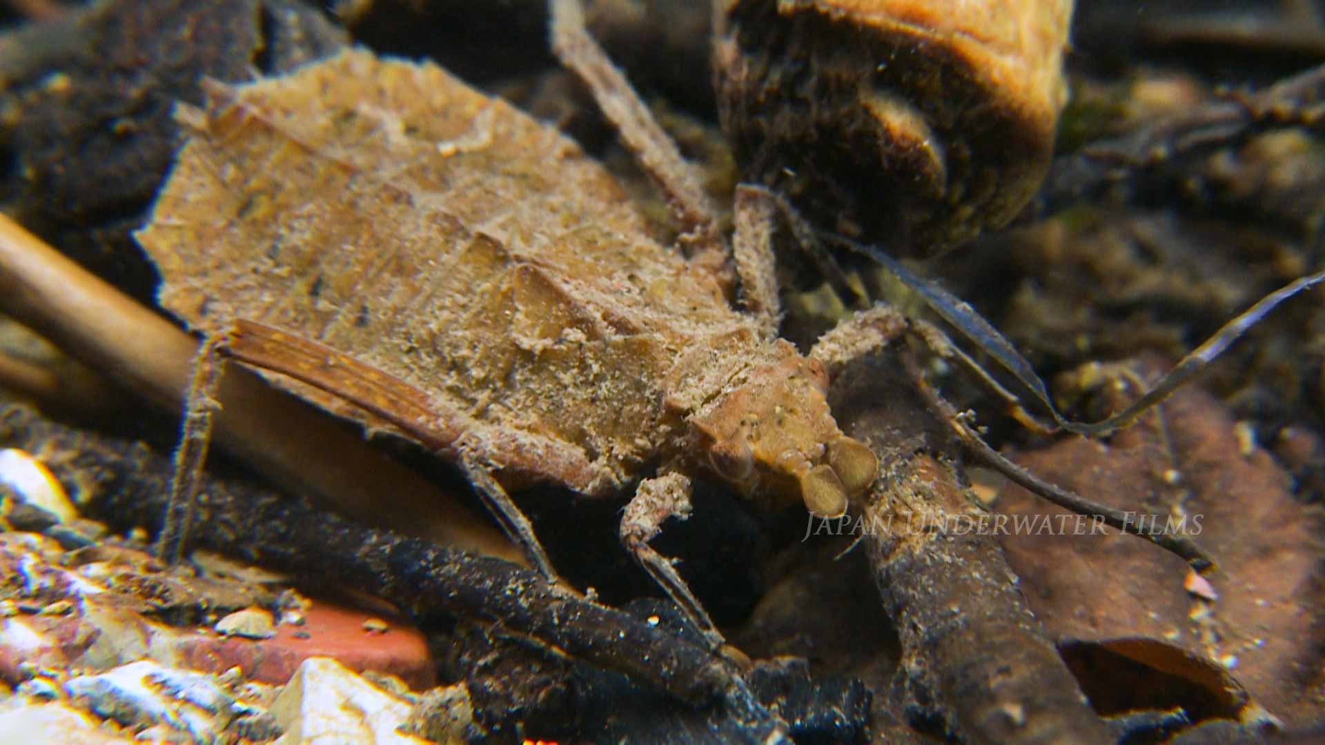 Small Dragonhunter Nymph Moving