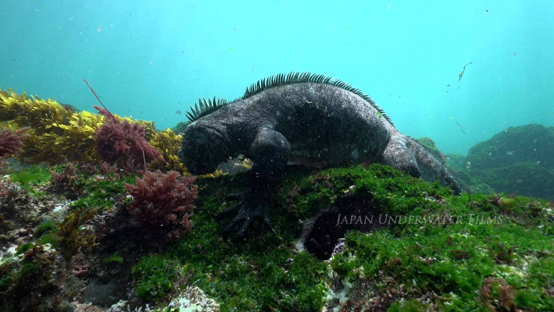 Galapagos marine iguana