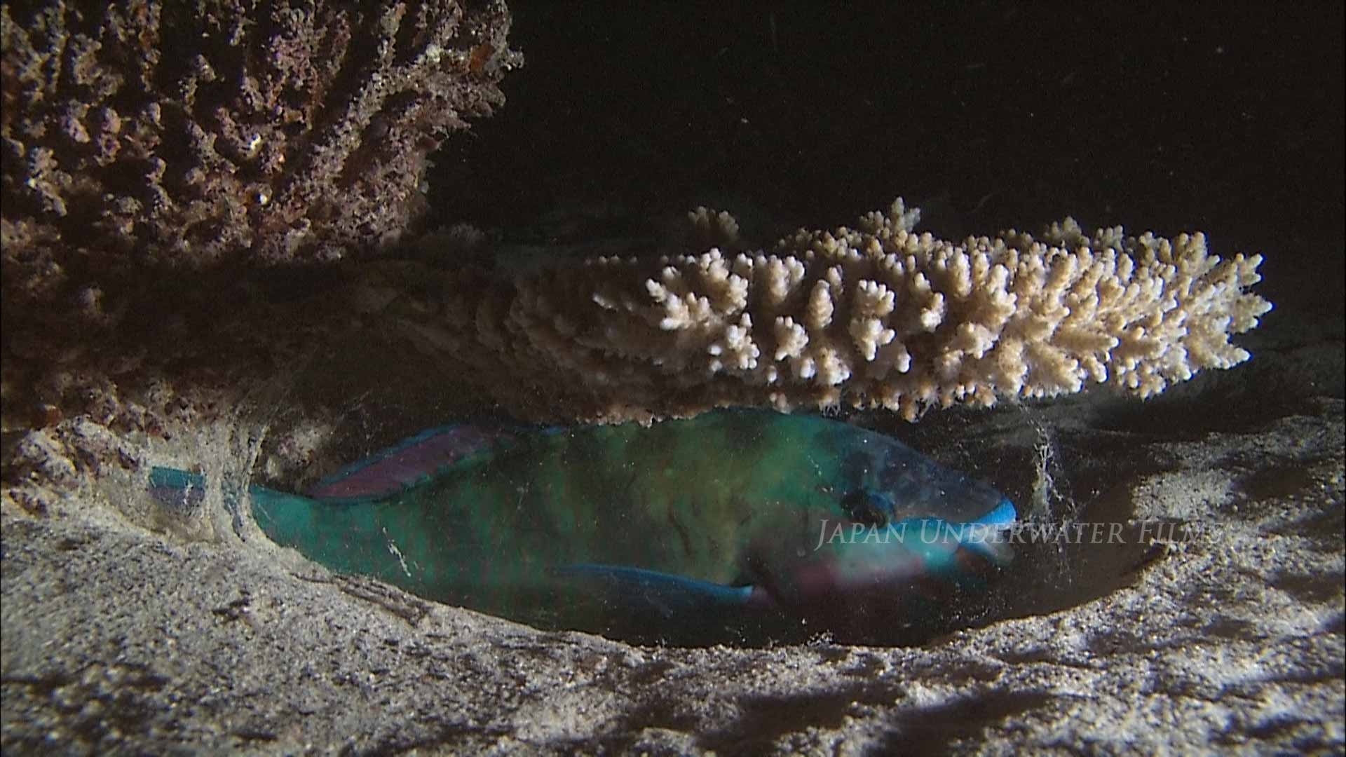 Parrotfish Sleeping in a Mucus Cocoon