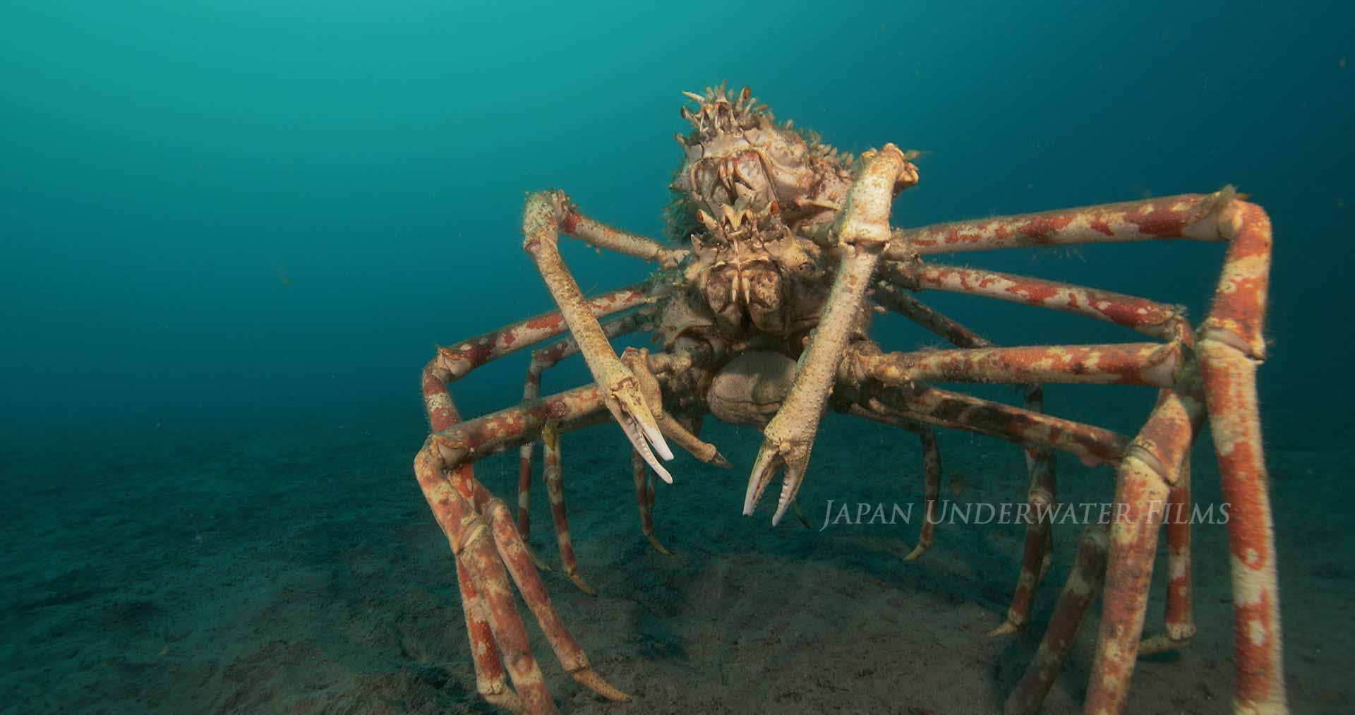 Japanese Spider Crab Mating Guard