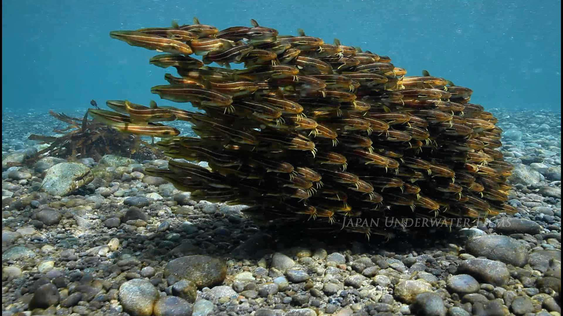 Japanese Eel Catfish Ball
