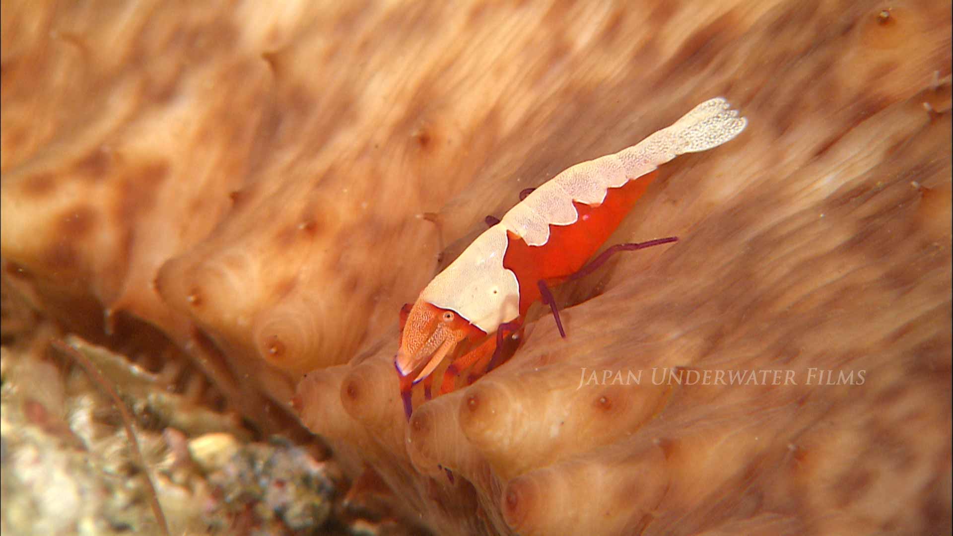 Emperor Shrimp on Sea Cucumber