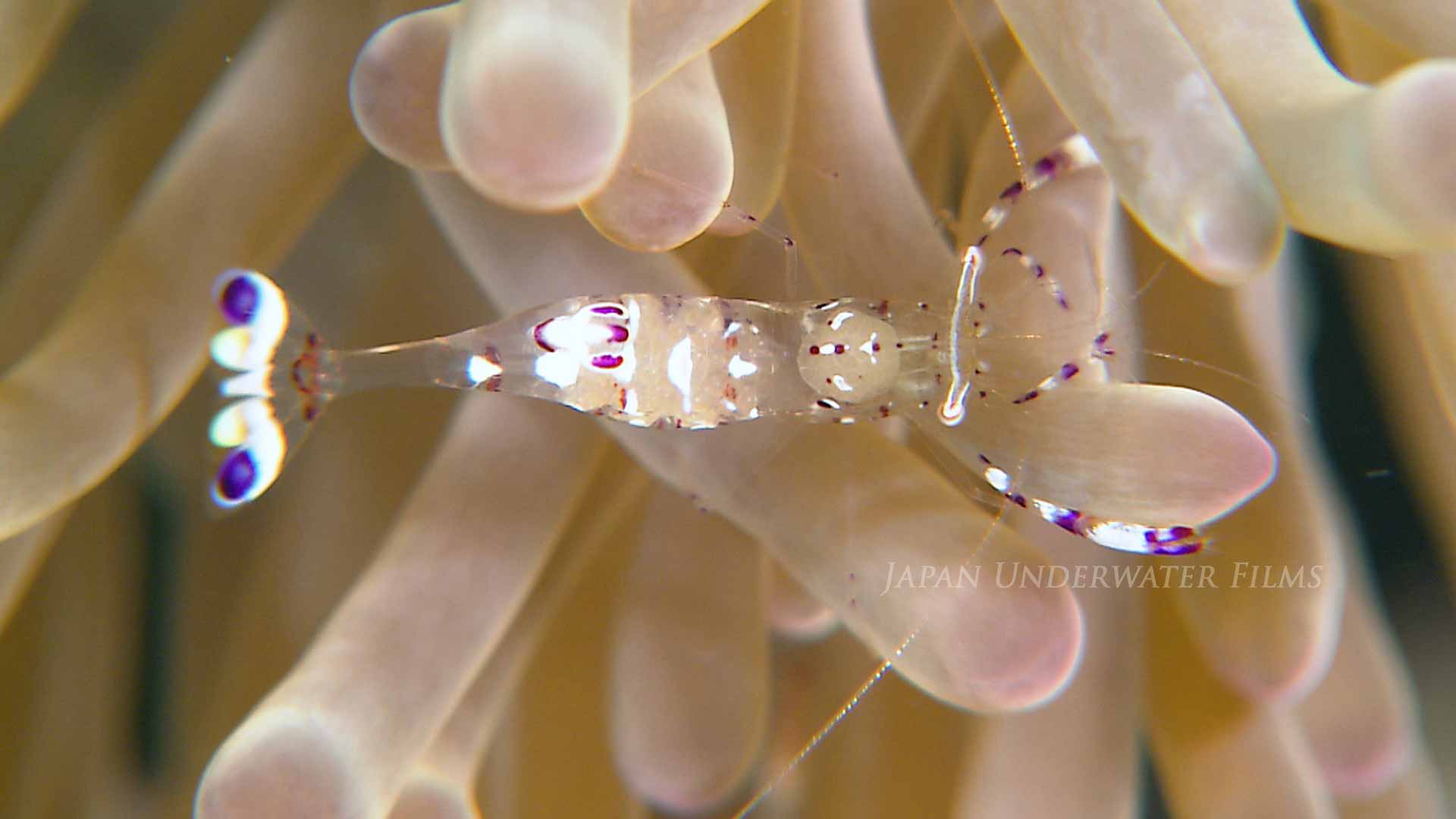 Commensal Shrimp on Sea Anemone