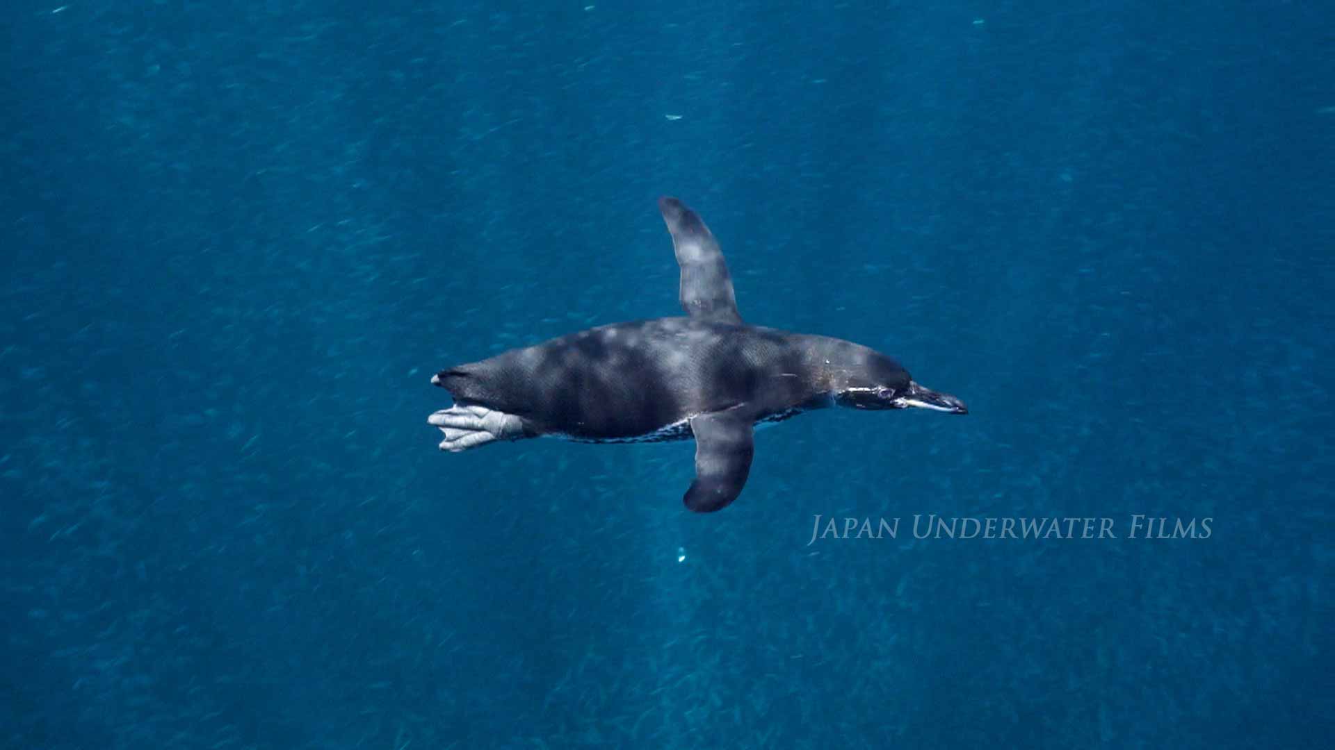 Galapagos Penguin in the Wild
